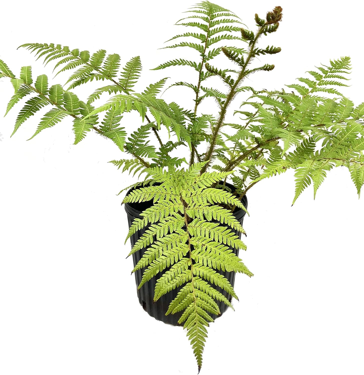 Australian Tree Fern Live Plant in a 10 Inch Growers Pot