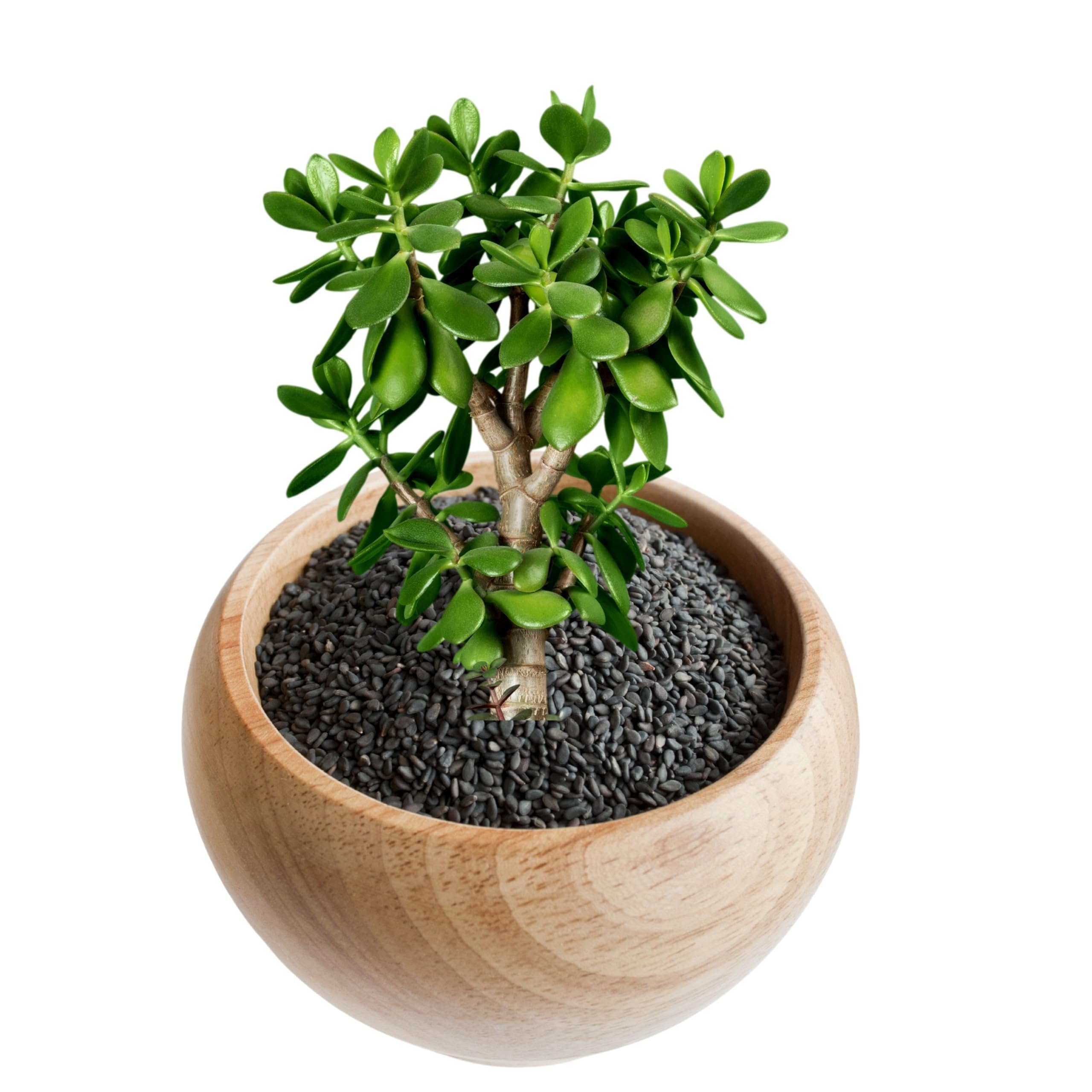 Elysian Activated coal for Plant Growth | Activated Horticultural Plant Charcoal 950Gram | Activated Coal for Terrariums Succulents Cactus Orchid & Ornamental Plants | 100% Natural Odor Disinfectant (B0CTT9B5HP) Amazon Price History, Amazon Price Tracker
