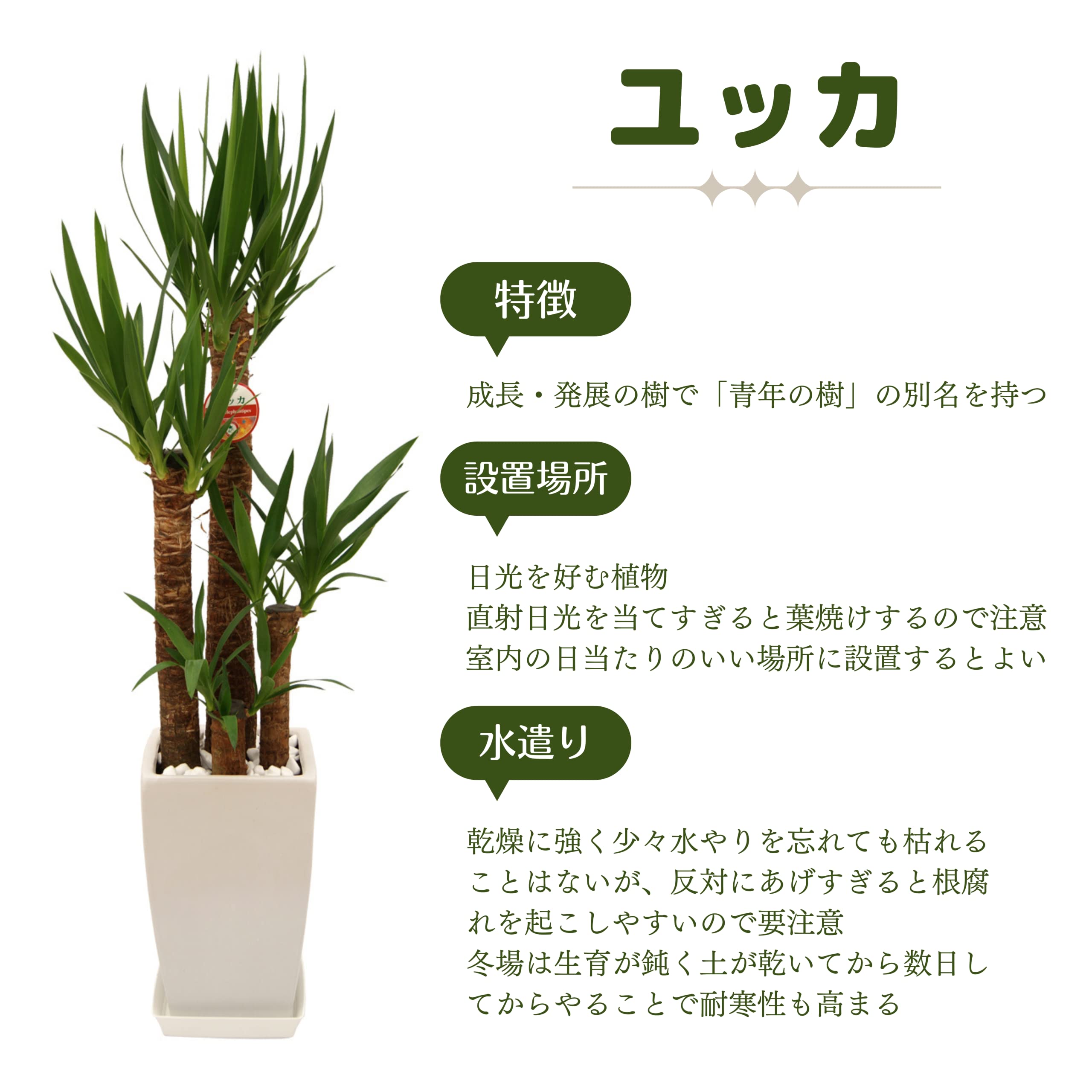 Amazon|【サムライフラワー】観葉植物 青年の木(ユッカ)寄せ Amazon|【サムライフラワー】観葉植物 青年の木(ユッカ)寄せ