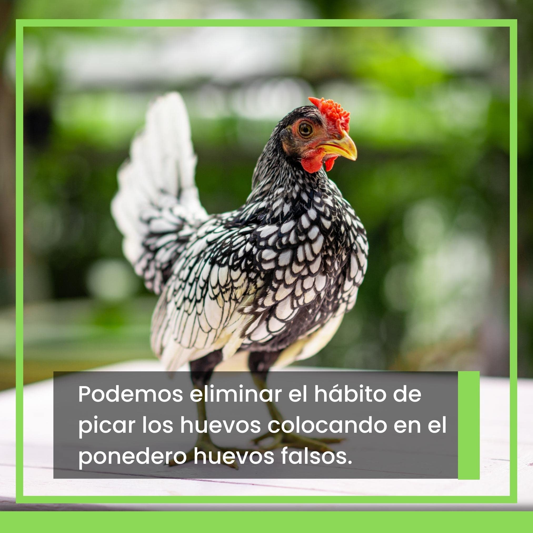 FINCA CASAREJO Huevo Falso Macizo Gallina Enana (6 szt.)