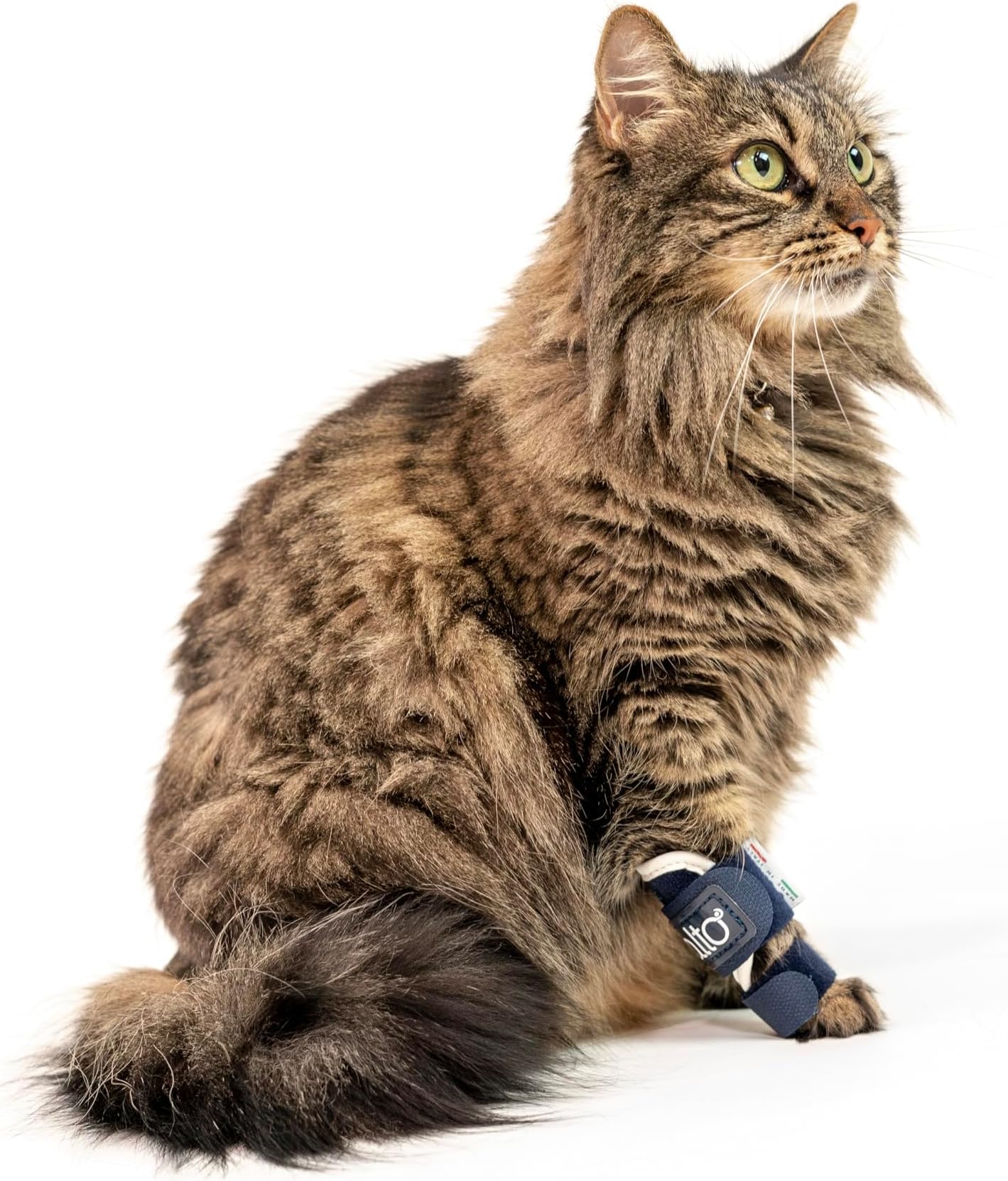 Balto Feline Splint Carpal/Tarsal Brace- Hyperextension Cat Brace – Brace with Aluminum Splint – Supports Fractures and Sprains – Leg Support (X-Small)