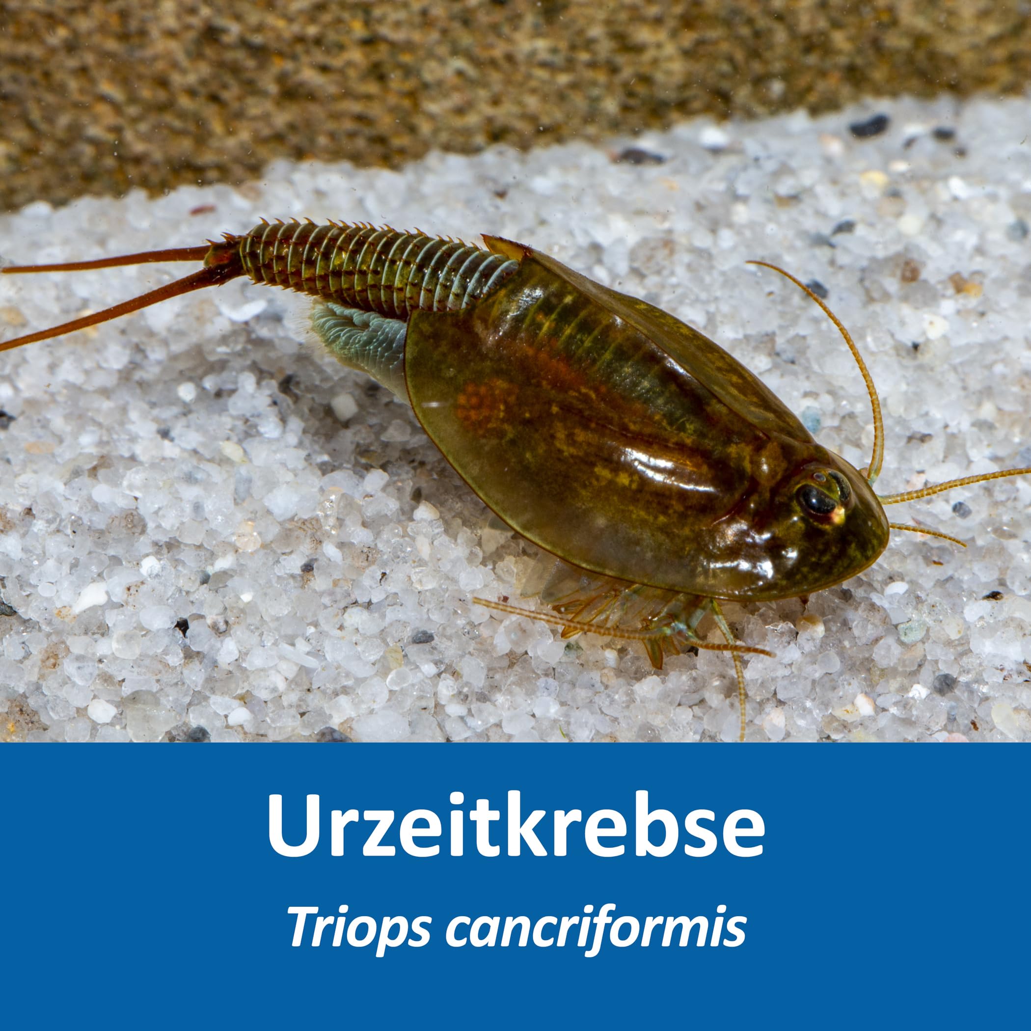 Triops cancriformis Premium Komplett-Set 6 l mit Urzeitkrebs Eiern, Becken, LED-Beleuchtung, Zuchtansatz, Filter, Luftpumpe, Kescher, Futter, Zubehör, Anleitung