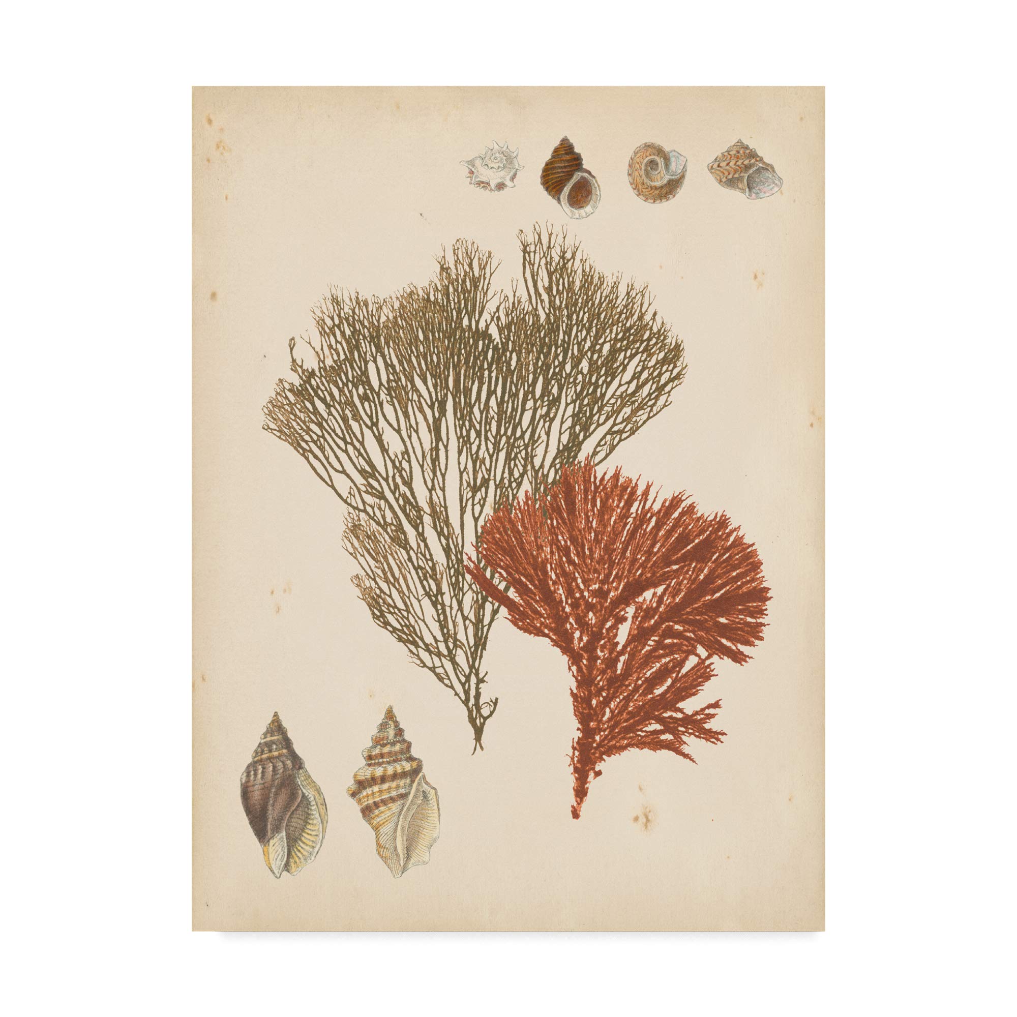 Trademark Fine Art Coastal Relic Iv by Vision Studio, 35x47-Inch