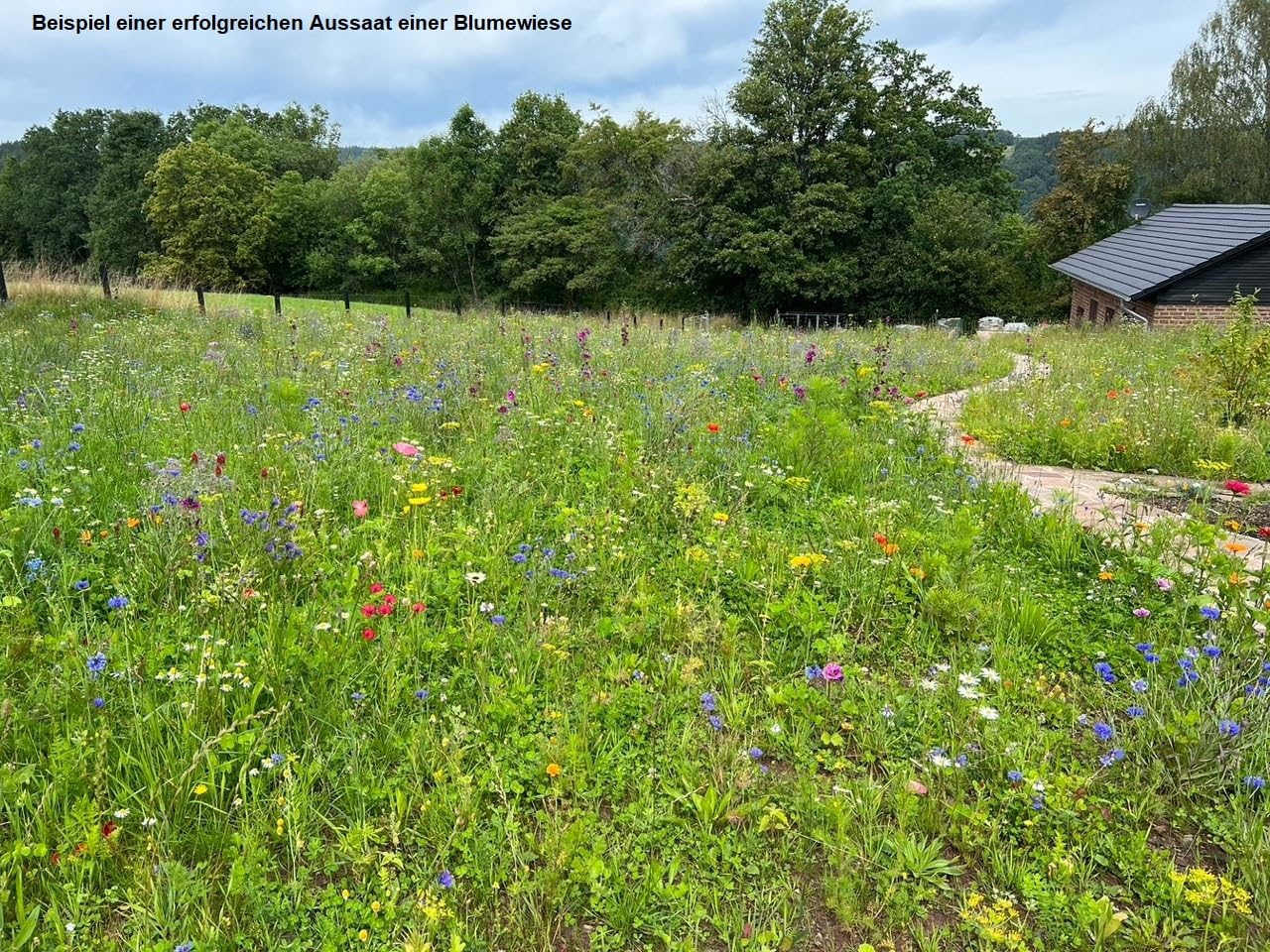 5kg Bienenweide Blumengarten Blumenmischung Blumenwiese für ca. 5000m² | Blumenmischung, Blumenwiese, für bis zu 5000m²