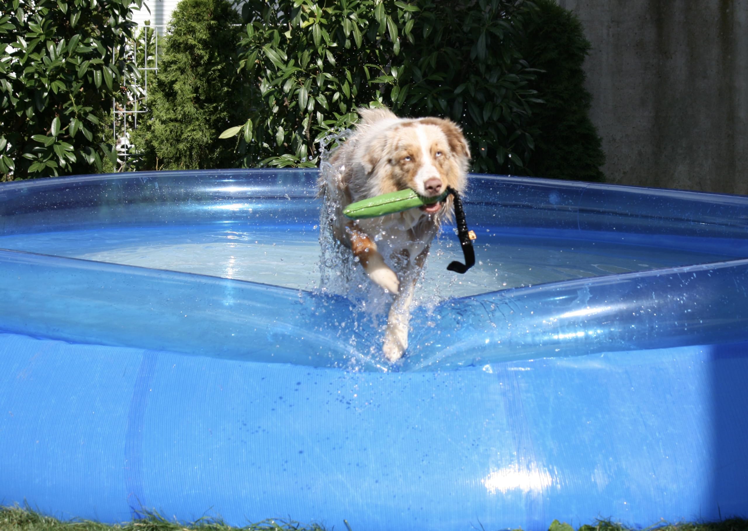 Dingo Giocattolo da Agility per Cani per Allenamento, Sport Acquatici, Gioco di Tira e Molla, 15 x 8 cm, Verde con Manico Elastico Nero 15593