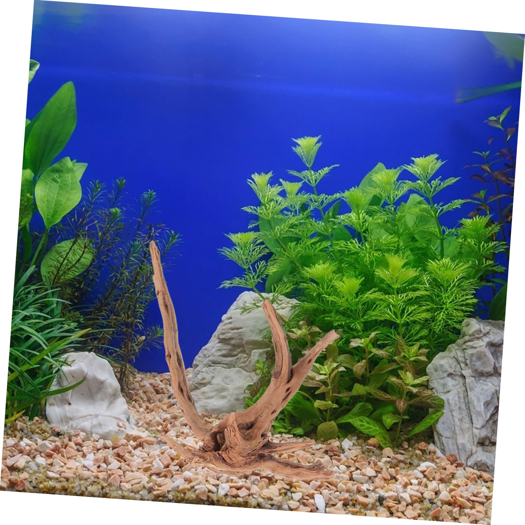 Toddmomy 3piezas Madera Flotante para Pecera Decoración Natural De Madera Flotante para Acuario Adorno De Tocón De Planta para De Acuario para Peceras y Hábitats De Reptiles