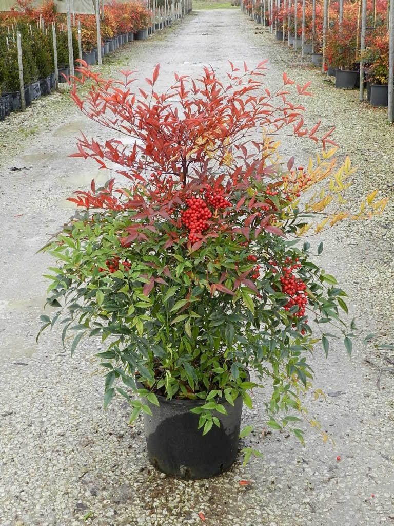Nandina domestica "Bambù Sacro" pianta sempreverde in vaso ø28 cm h. 60/80 cm Vivaio di Castelletto