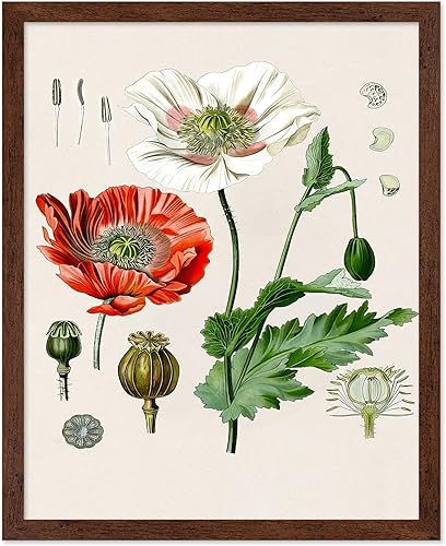 Miniatura 226 de Poster Master Póster vintage de orquídea, estampado de flores retro, arte de pared de plantas exóticas, arte botánico, regalo para hombres y