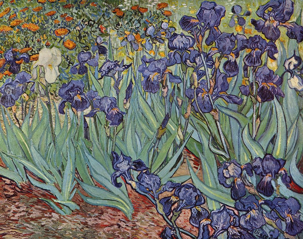 Affiche Vincent Van Gogh Irises Saint-Remy 1889 en impression d'art mate