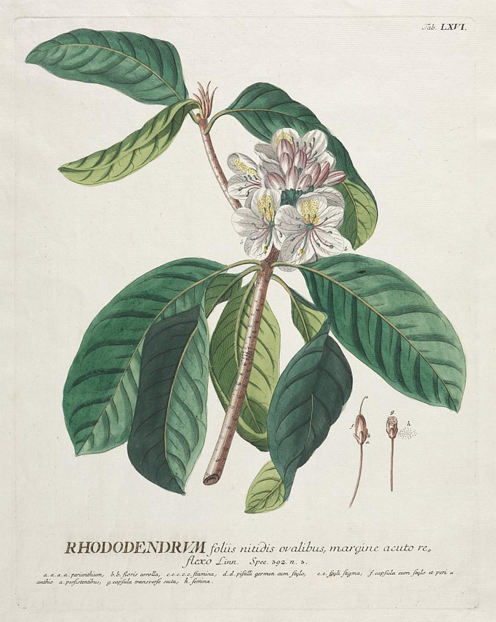 ARTXLXXBN Famous Prints Artwork Pictures Poster Painting Art Plantae Selectae No Rhododendron by Georg Dionysius Ehret Artwork Landscape Pictures for Home Decor 60x90cm