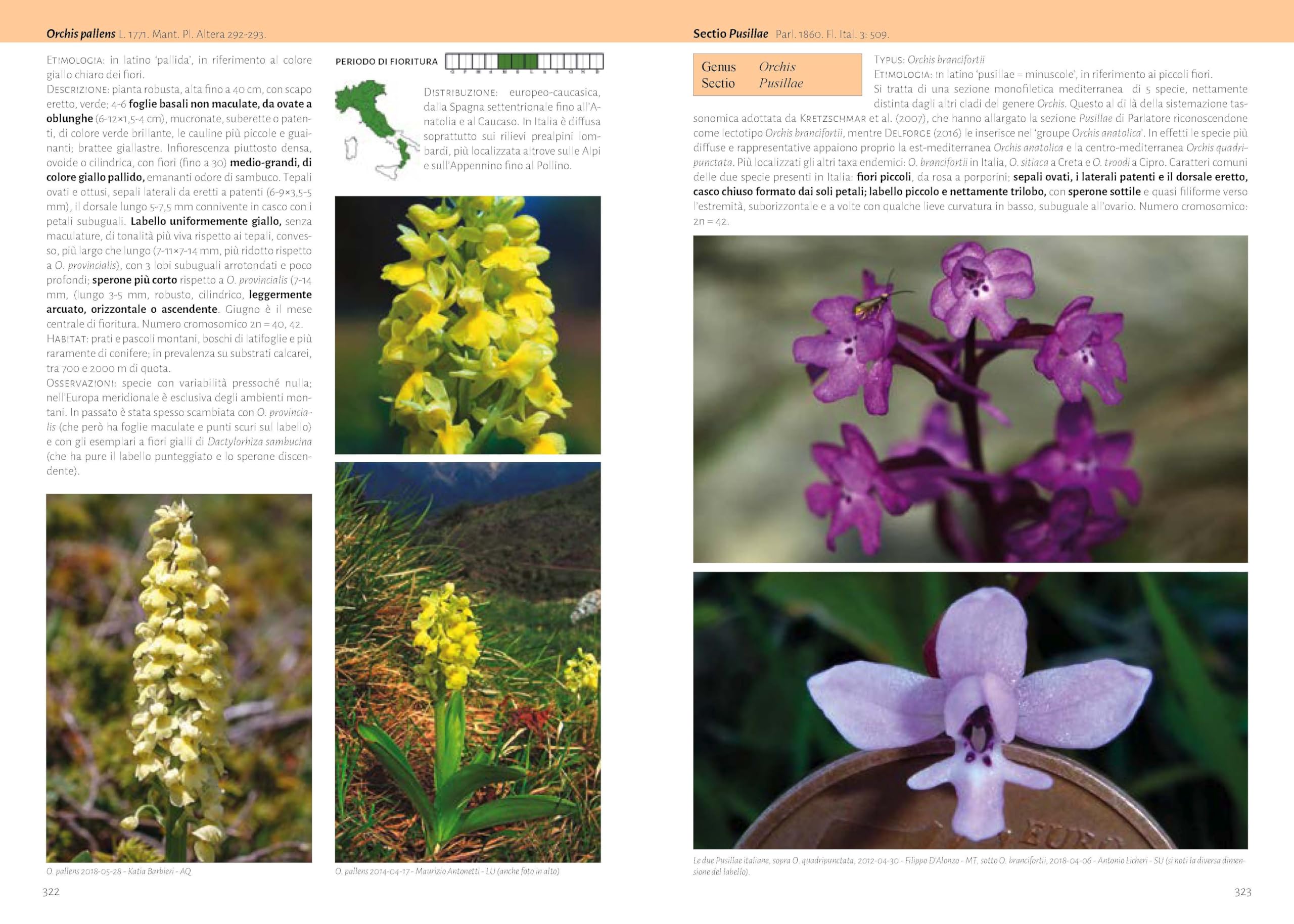 Orchidee d'Italia. Guida alle orchidee spontanee