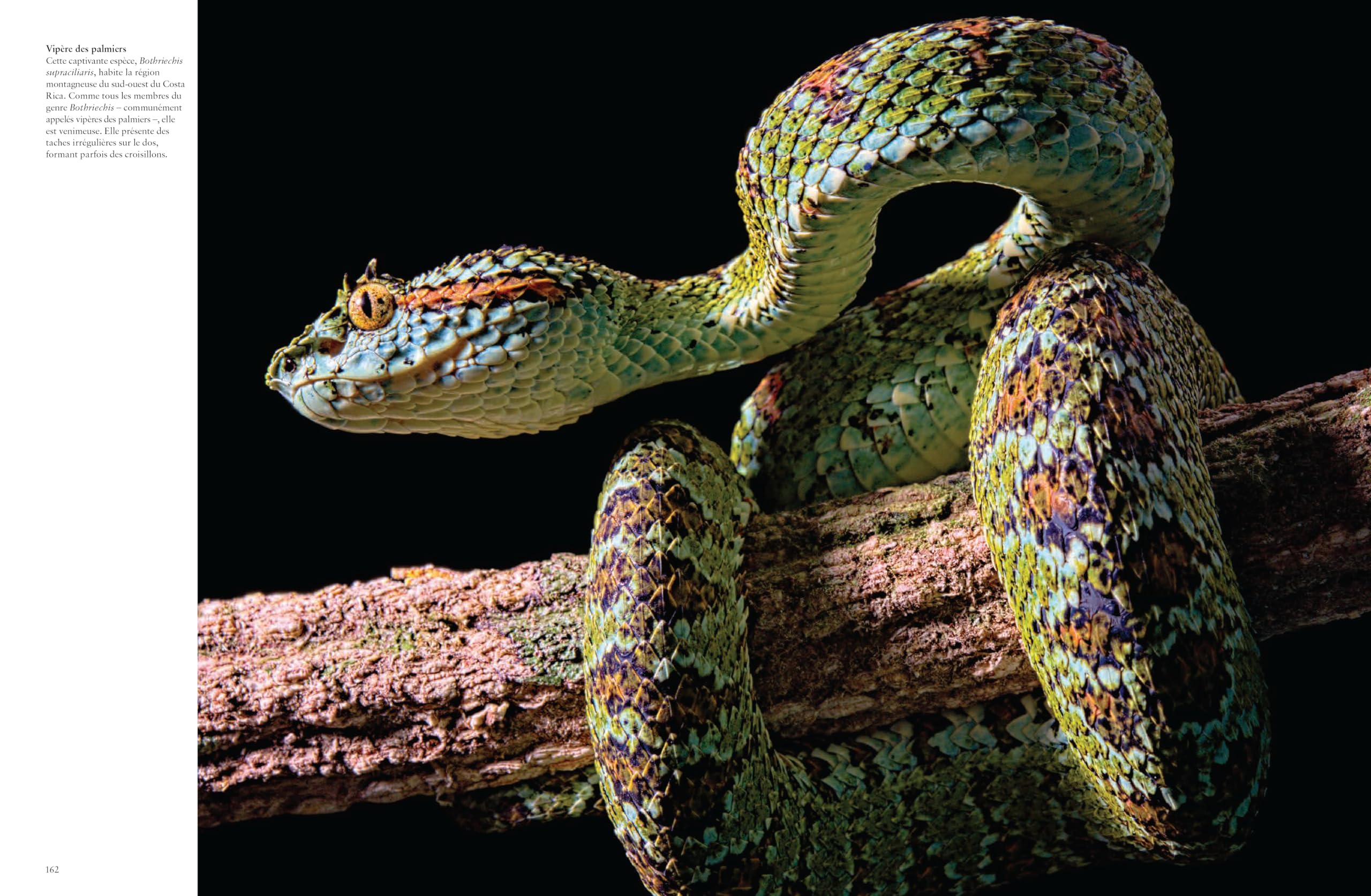 Les serpents: Mystérieux et étonnants