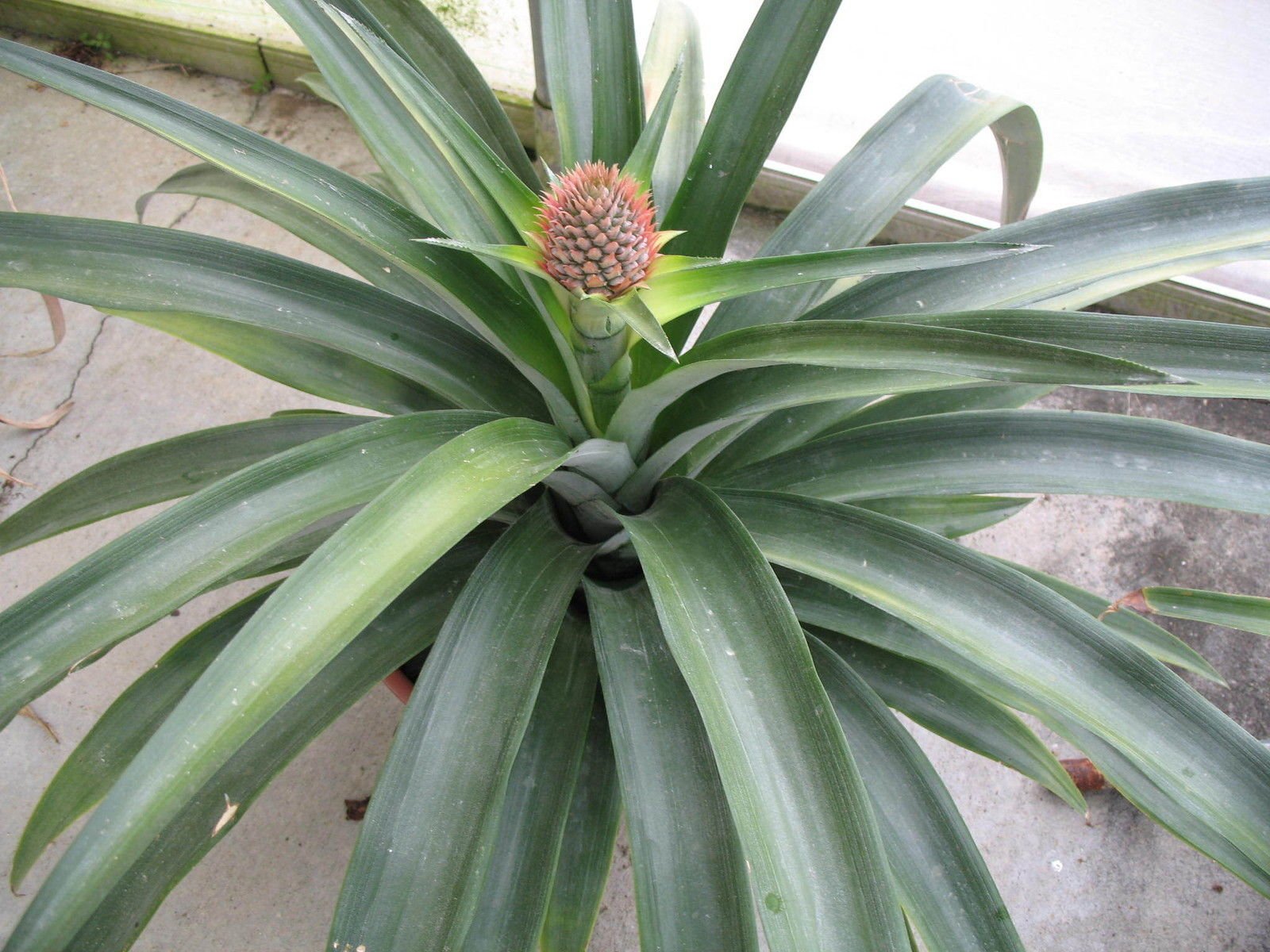 Buy Pineapple 'Kona Sugarloaf' Live Edible Fruit Ananas comosus