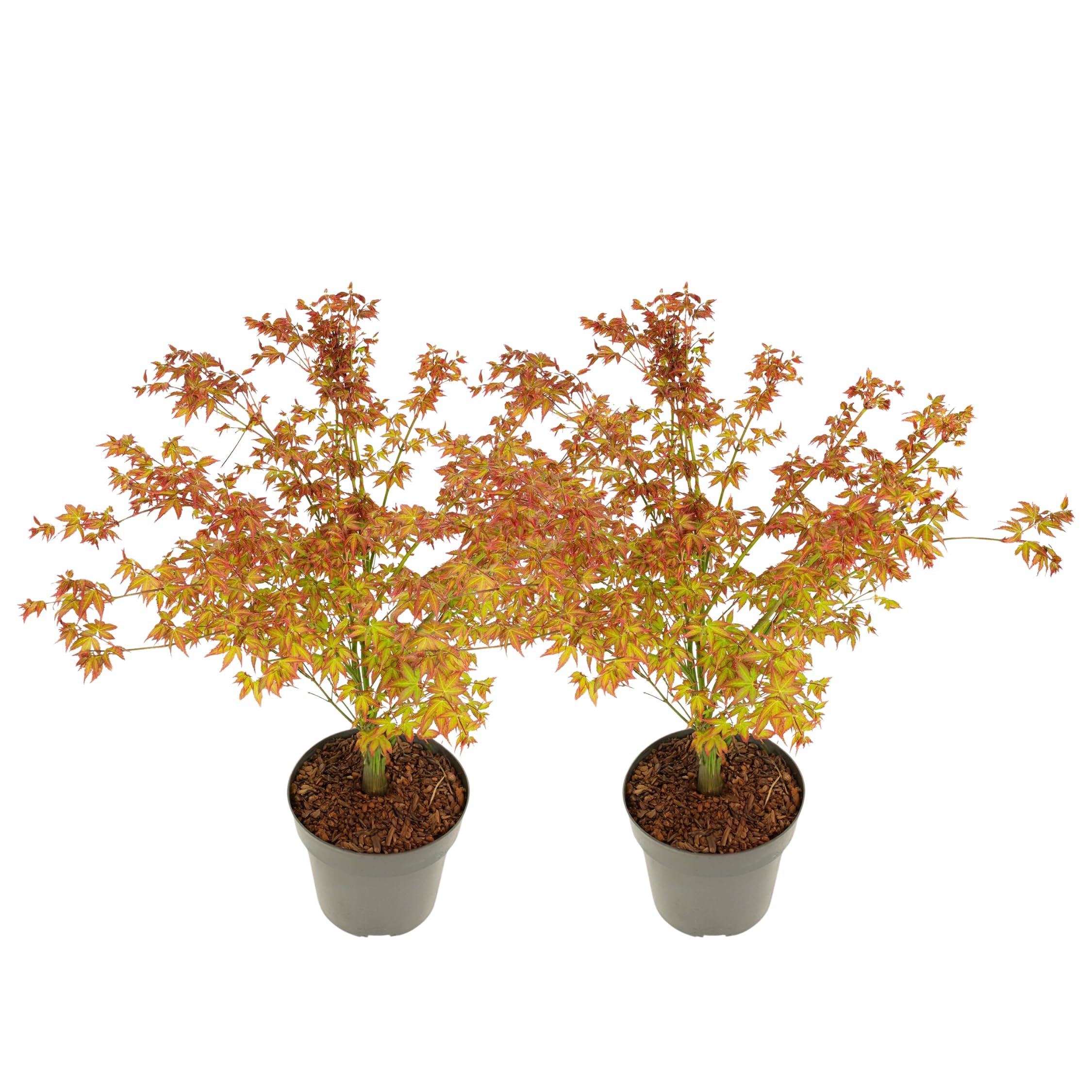 Plant in a Box - Acer palmatum 'Petite princesse' - Lot de 2 - Erable Japonais - Rustique - Plante de jardin - Pot 19cm - Hauteur 45-55cm