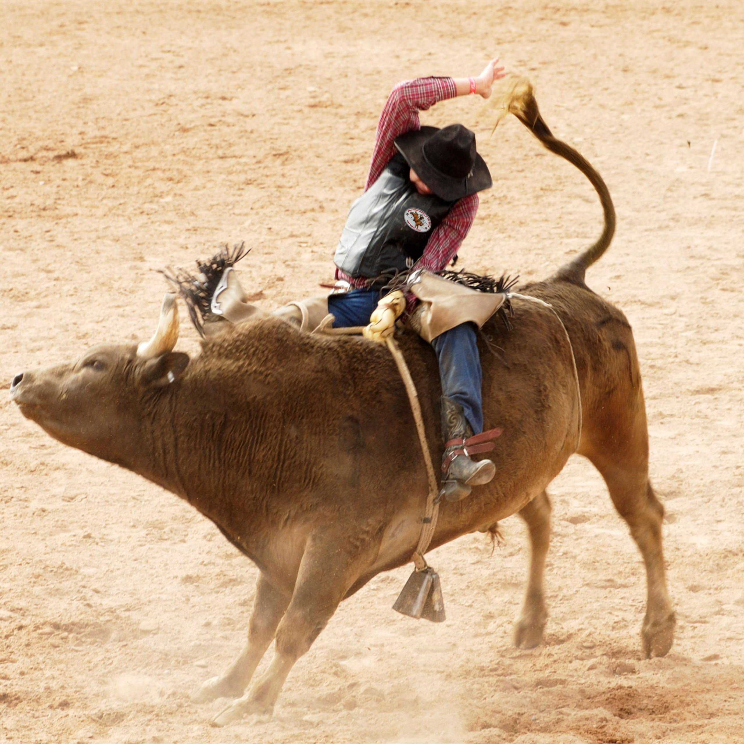Pretal Pour Taureau De Rodéo M-Royal Saddles – Charro Algodón (neuf)