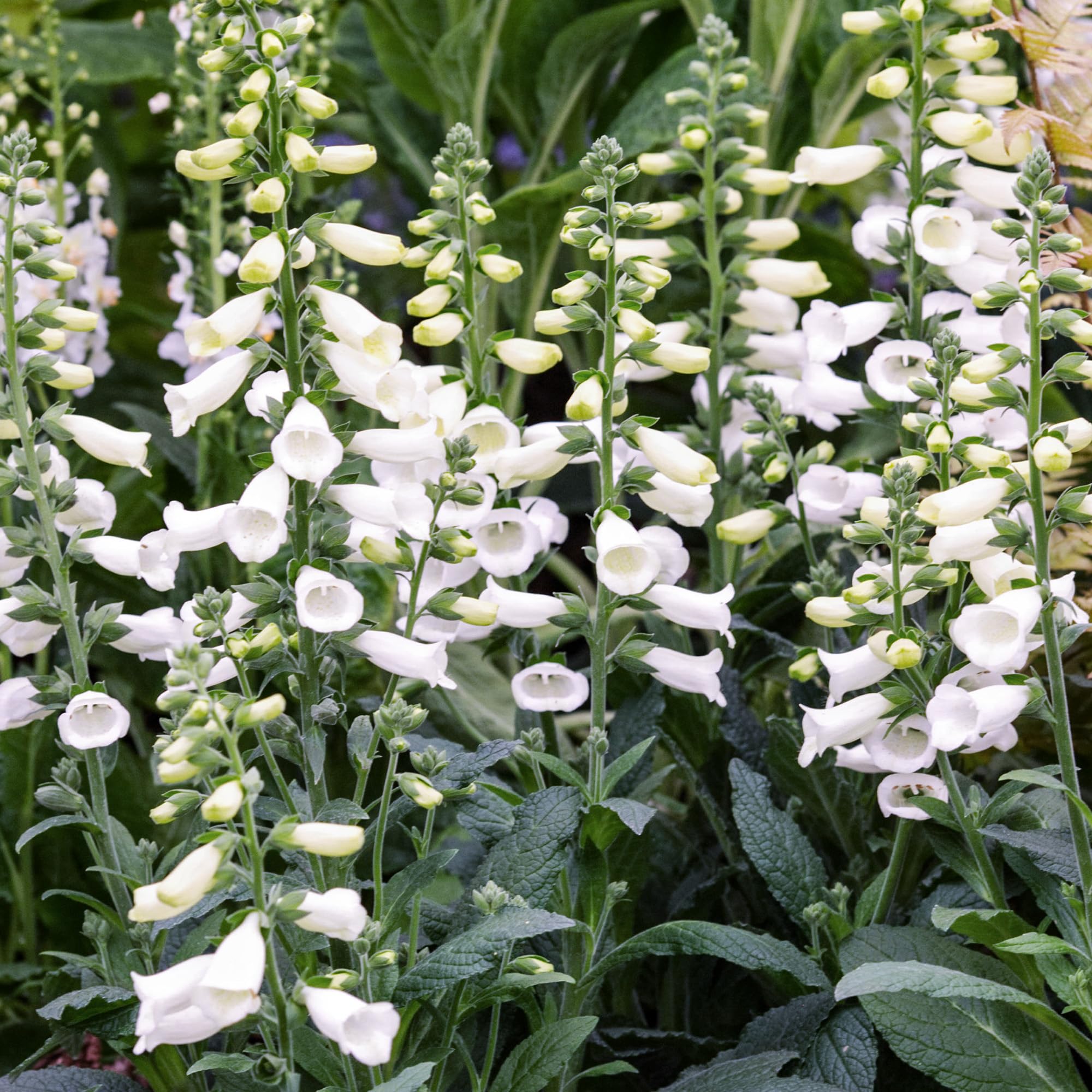 Digitalis Lucas White Foxglove Plant | Grow Your Own Garden Ready Plants | Outdoor Plants for Bedding Borders Pots | Potted Garden Plant (3 Litre Pot, 20-30cm)