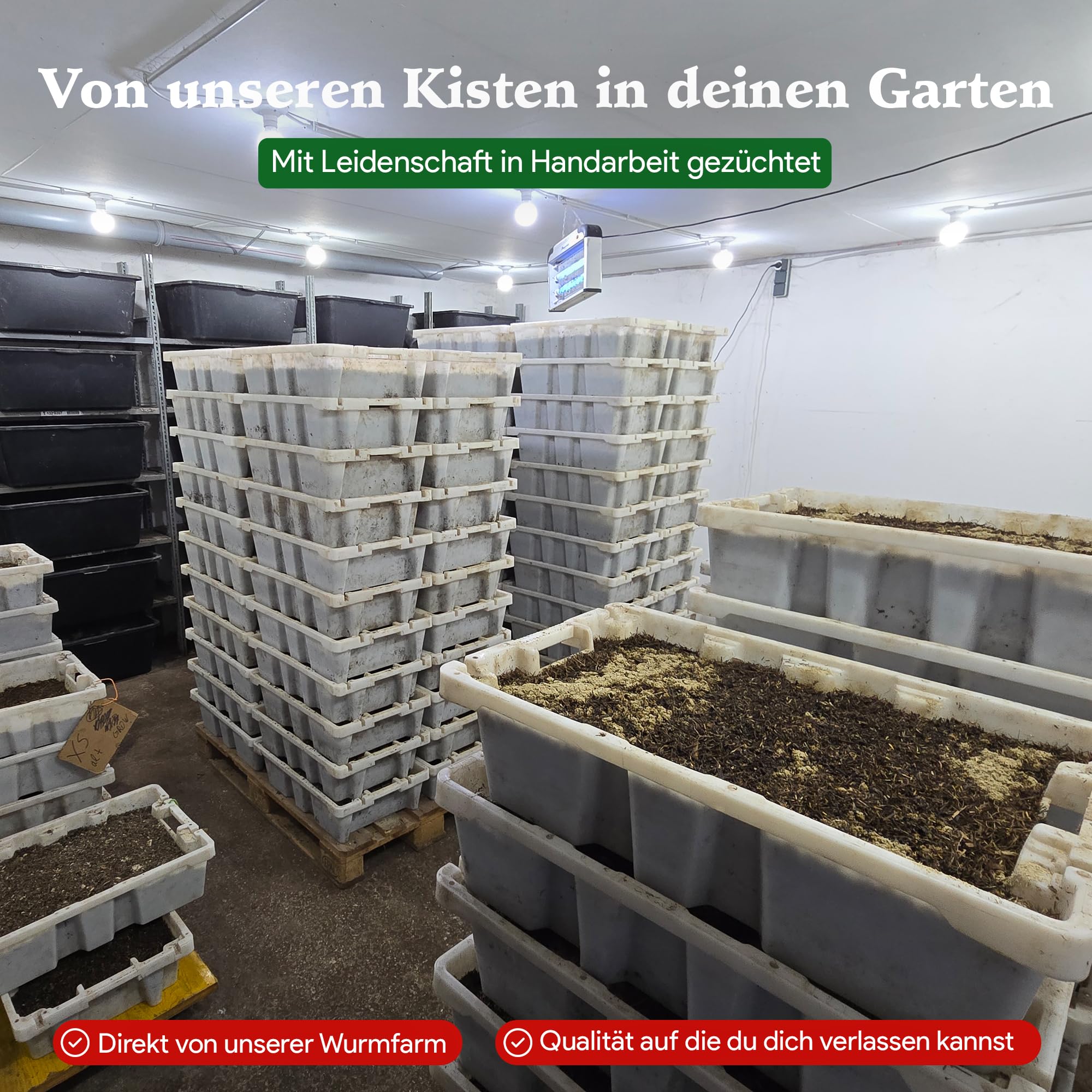 0,5 kg de vers de compost (min. 500 pièces) | Vers de terre, mélange Eisenia vivant pour compost, jardin, vermicomposteur, boîte à vers, plate-bande surélevée