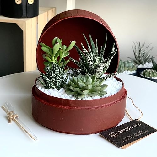 Miniatura 5 de CHUXAY GARDEN Mezcla de semillas de plantas suculentas raras, 50 semillas, planta de cactus exótica, encanto exótico, gran bonsái de escritorio,