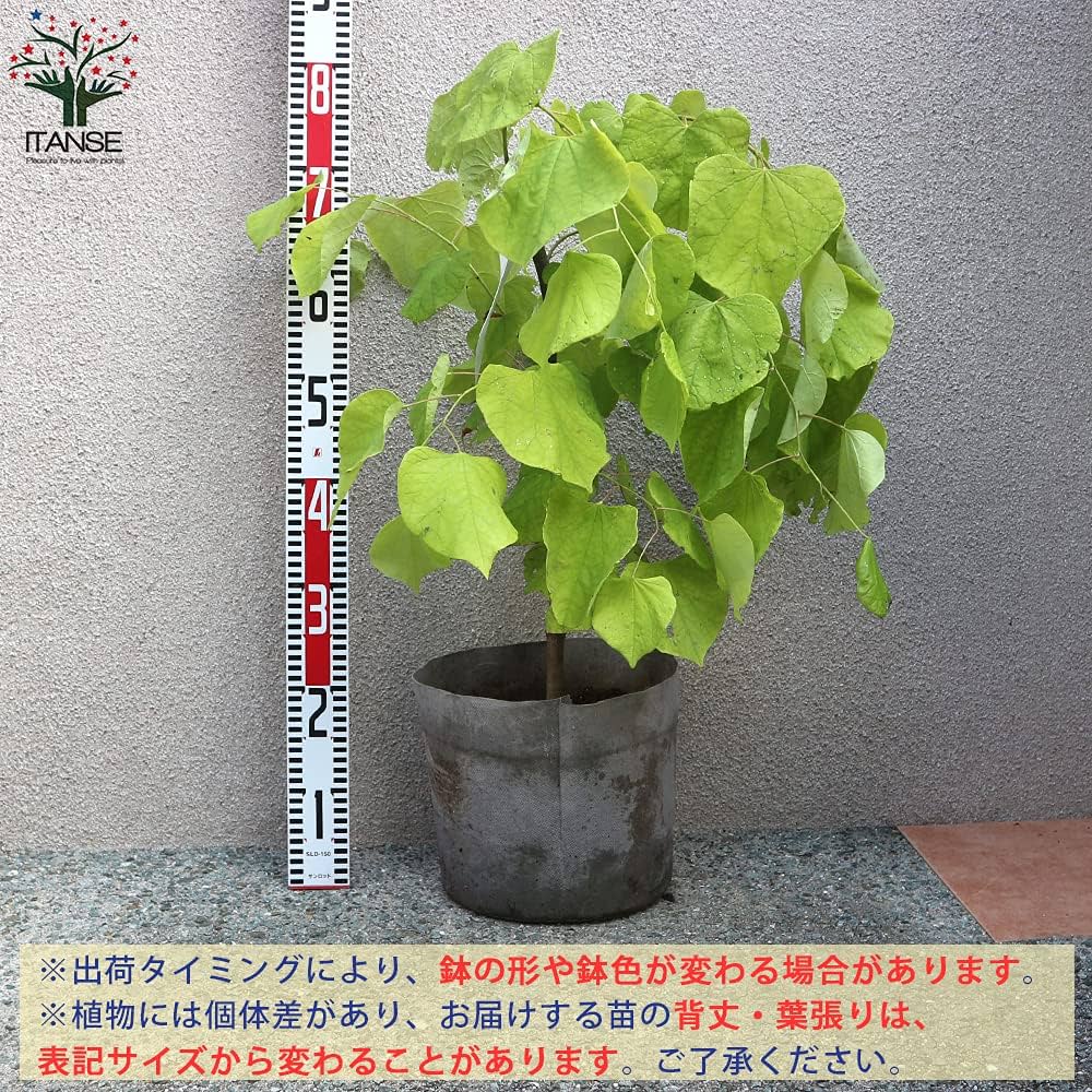 アメリカハナズオウ（ハートオブゴールド）樹高約110㎝送料込み 安心現品発送 楽天市場】【現品発送】アメリカハナズオウ ハートオブゴールド 苗木 9