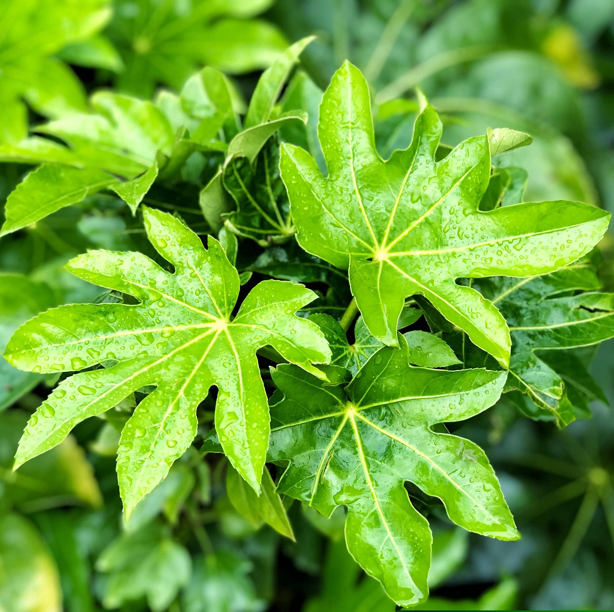 Fatsia Japonica, Castor Oil Plant, Aralia Japonica, Aralia sieboldii, Japanese Aralia, Japanese Fatsia, Hardy Shrub, Evergreen, Low Maintenance, 1 x 3-Litre Potted Plant By Suttons