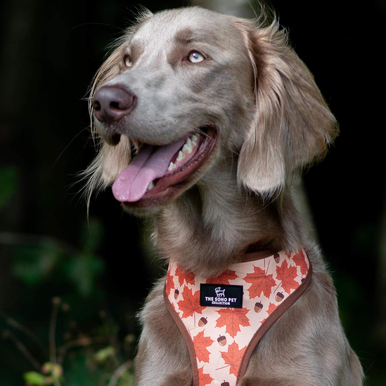 Ancol Dog Reversible Harness Maple Leaf/Woodland - Comfortable Weatherproof Pet Accessory - Lightweight Fashionable Dog Puppy Outfit - Small