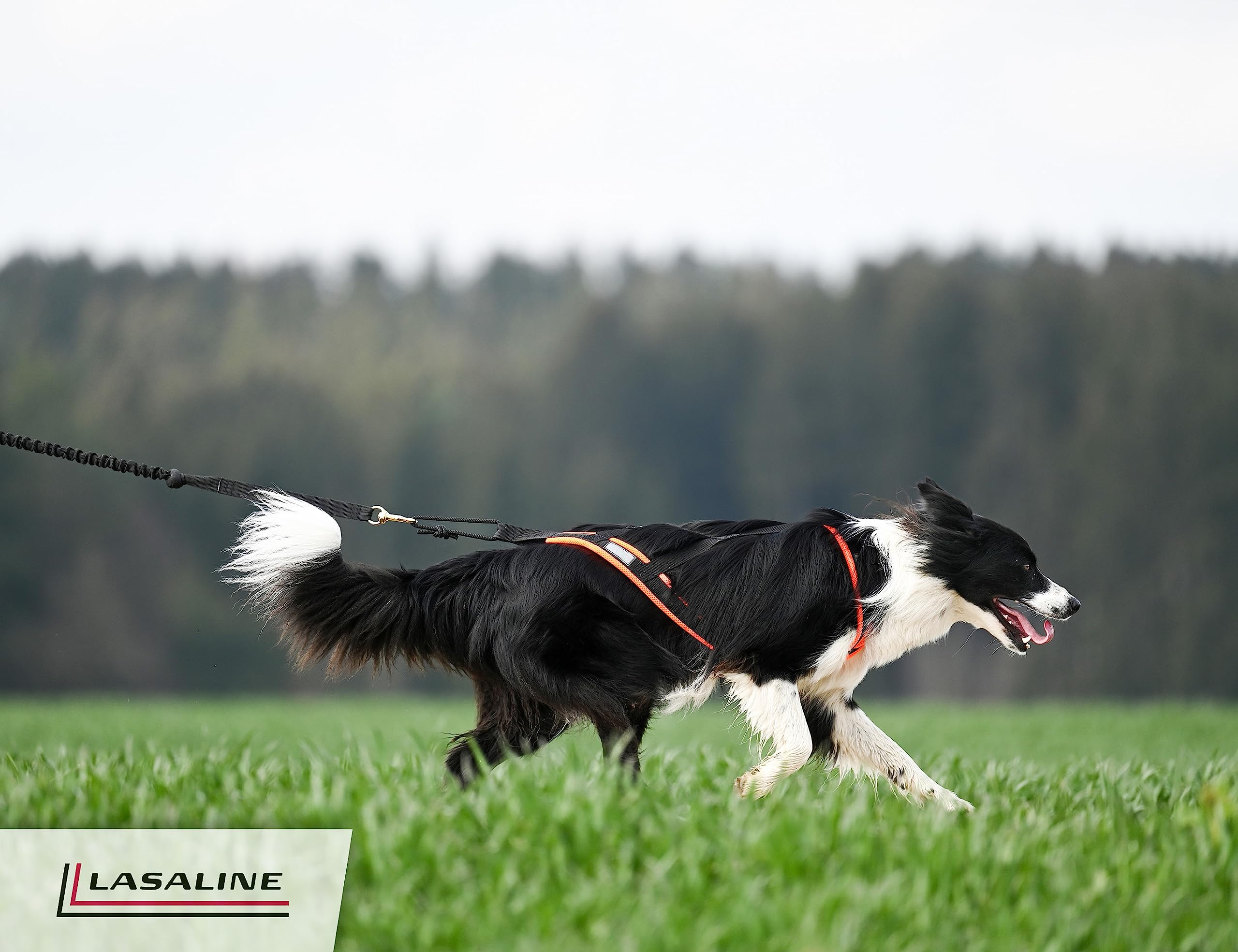 ●LOTONE & J-DOG Amazon.com: Brightkins Kanoodle Dog Edition Small