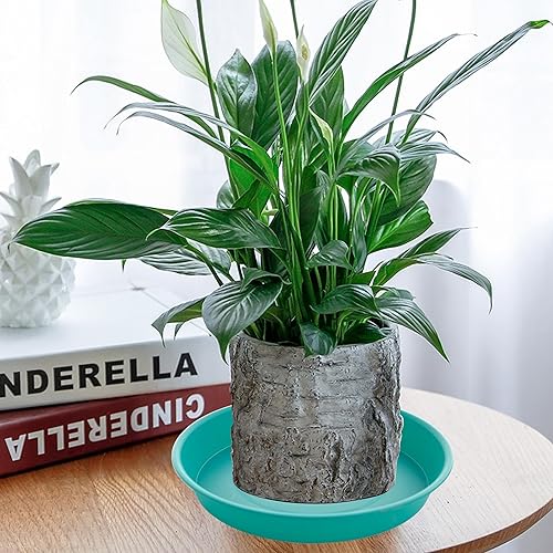 Miniatura 46 de Paquete de 6 platos para plantas, bandeja goteo agua, 4, 5, 6, 7, 8, 9, 10, 11, 12, 13, 15, 17, 19 pulgadas, resistentes, interior, exterior, base