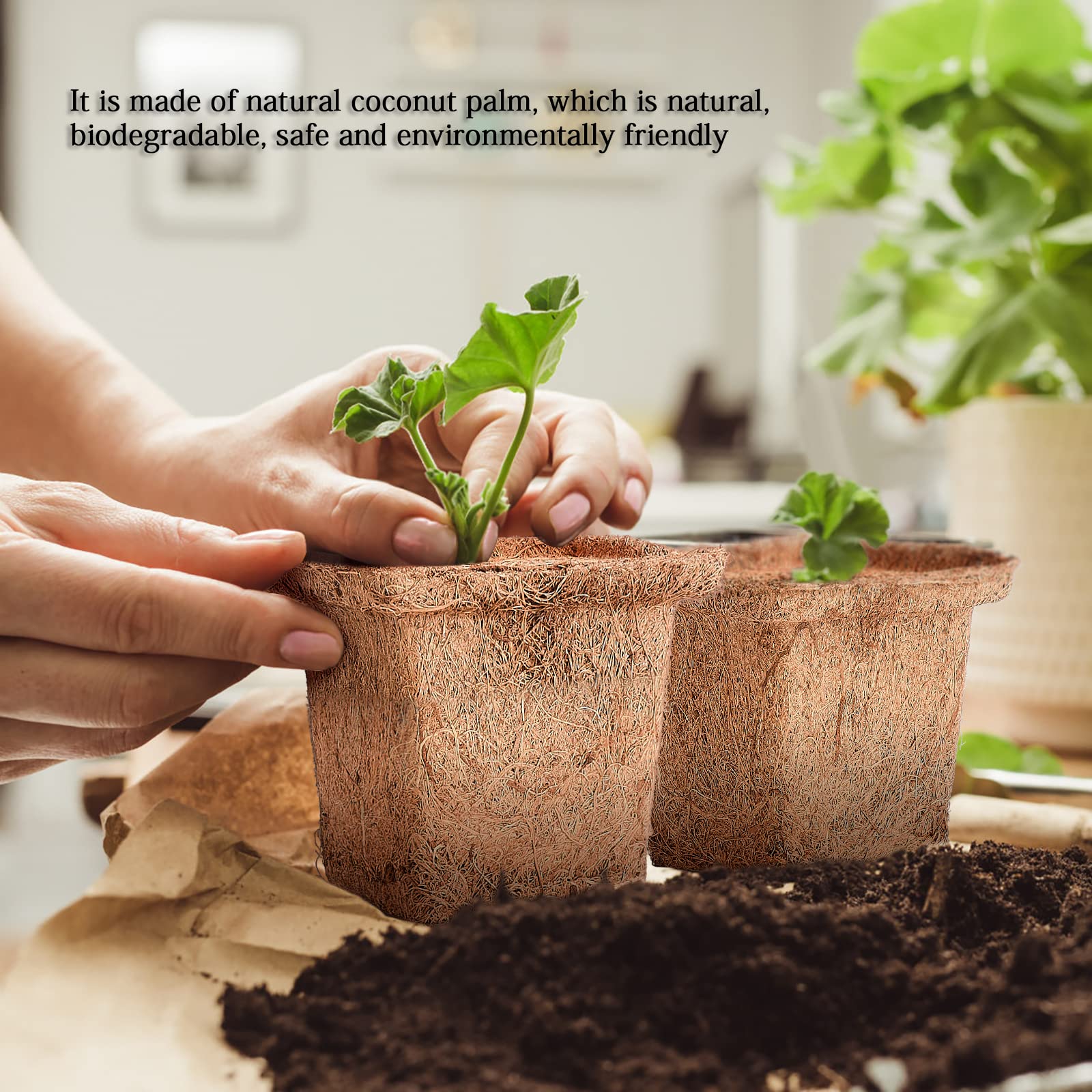 ココナッツ⭐︎ページ 91GZnvC9b5L._UF350,350_QL50_.jpg