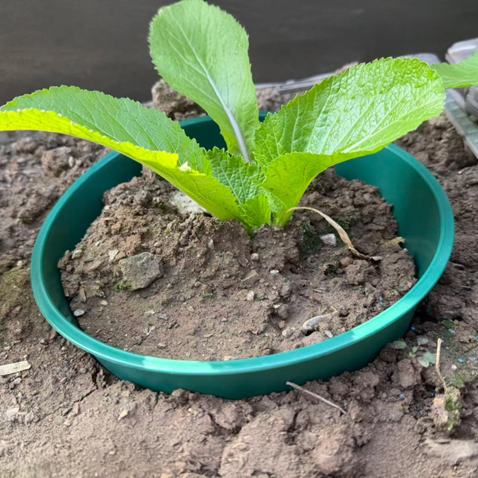 Pierścienie do uprawy roślin, 24 cm, okrągłe pierścienie podtrzymujące rośliny, wspierają głębokie podlewanie, ochraniacz roślin ogrodowych, do warzyw, ziół, 6 szt