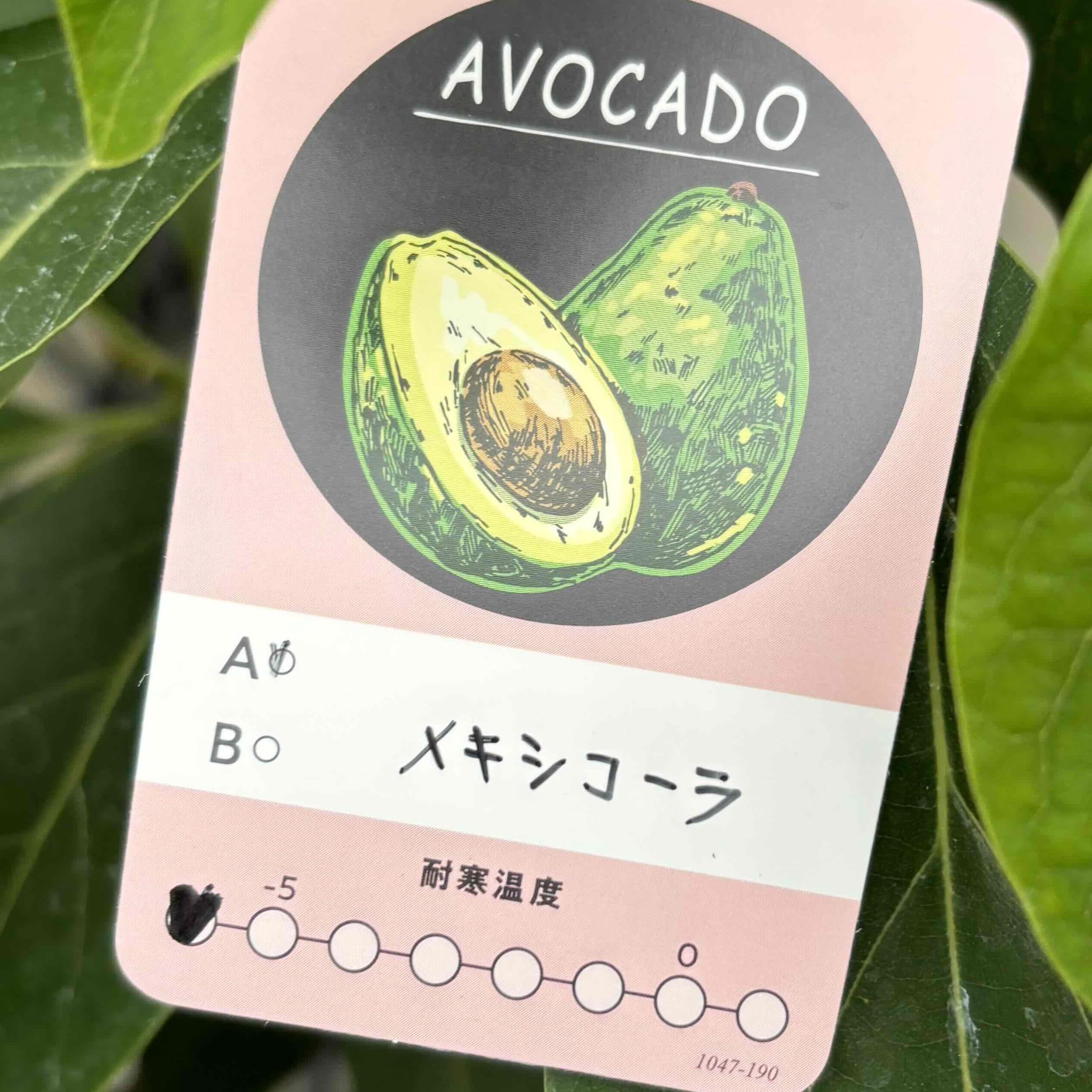 Amazon.co.jp: メキシコーラ Aタイプ アボカド苗,接ぎ木苗、 1鉢