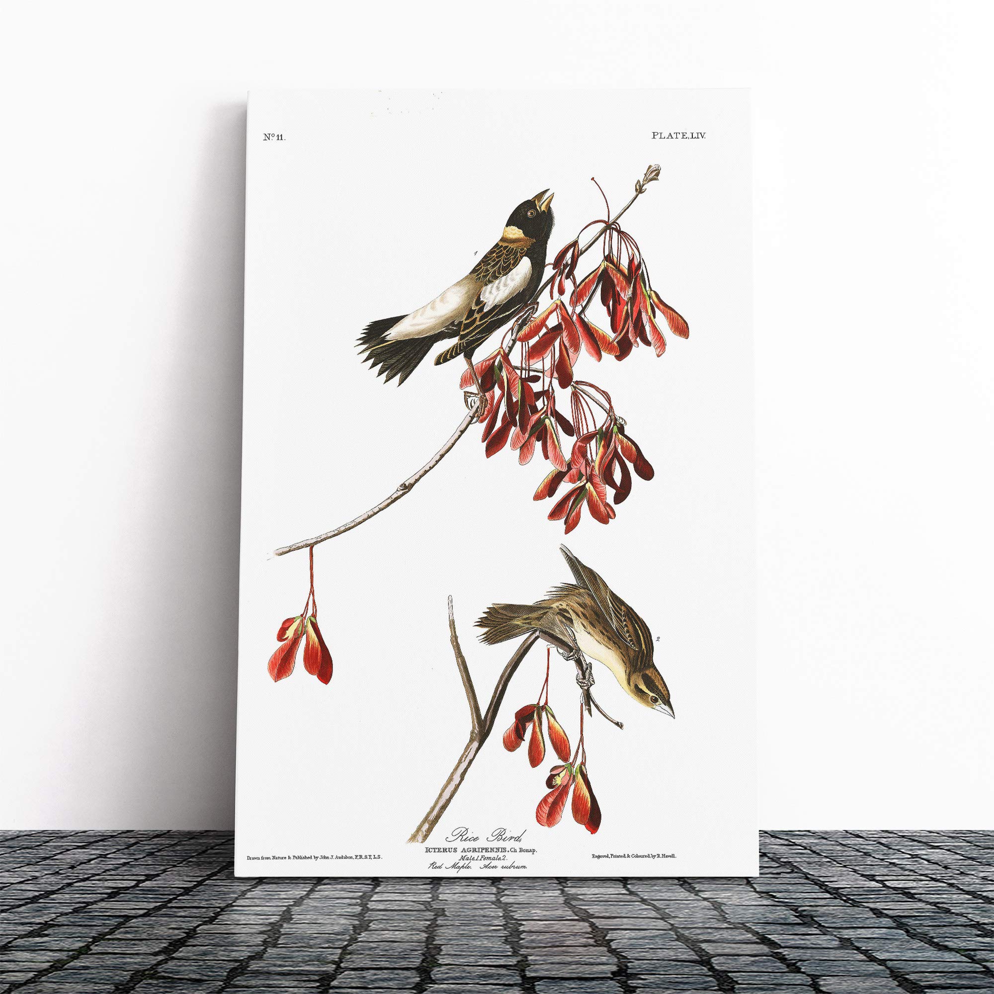 John James Audubon Rice Bird Canvas Print | Gallery Wrapped 30mm Frame Wall Art | 24x16 inches | Ready to Hang | Modern Animals Picture | Living Room Bedroom Lounge Office