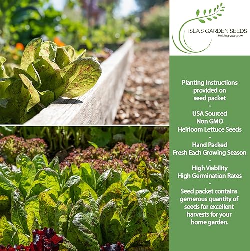 Pecas semillas de lechuga romana, más de 1000 semillas tradicionales por paquete, semillas de jardín de Isla (semillas de jardín de Isla), semillas