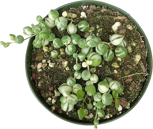 Miniatura 4 de Cadena de perlas variadas suculentas 2 pulgadas  Planta Radicans Curio  Suculenta colgante rara  Regalo único para suculentas