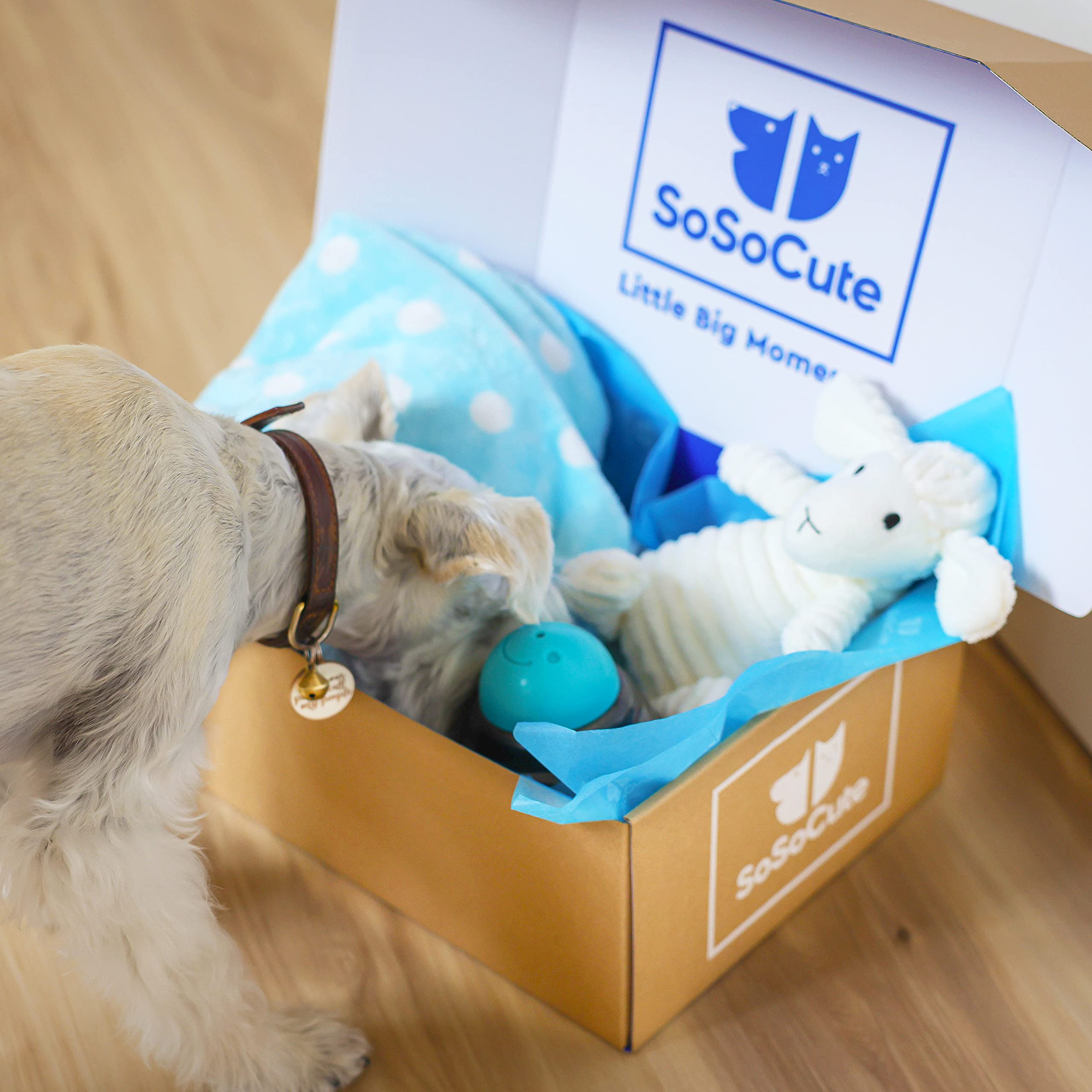 Caja de regalo azul para perros, juego de 5 juguetes masticables para cachorros, paquete de cuidado con manta para perro, felpa chirriante, mordedor de goma para cachorros, bola de dentición