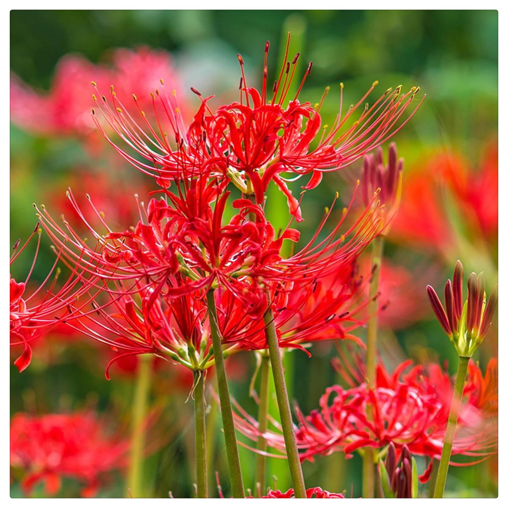 Bulbi di Lycoris,Turgidi, Intatti, Compatti, Lycoris bulboso,Lycoris Bulbi, Sani, Robusti,Vigorosi-10 bulbi