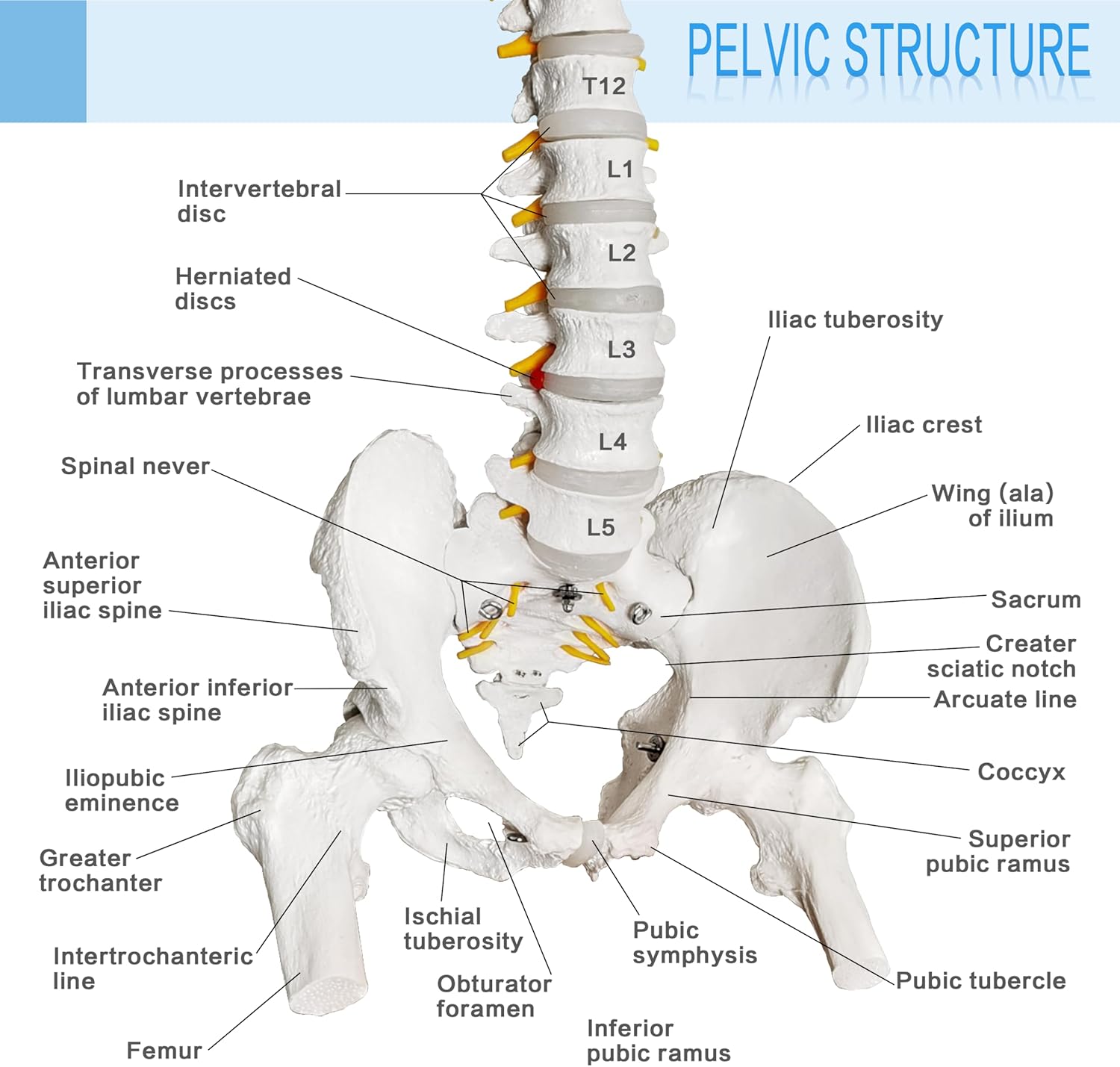 2025 New Spine Model, 34.6" Life Size Spinal Cord Model Flexible Anatomical Spine with Vertebrae, Nerves, Arteries, Lumbar Column, and Male Pelvis with Stand for Science Study or Patient Education