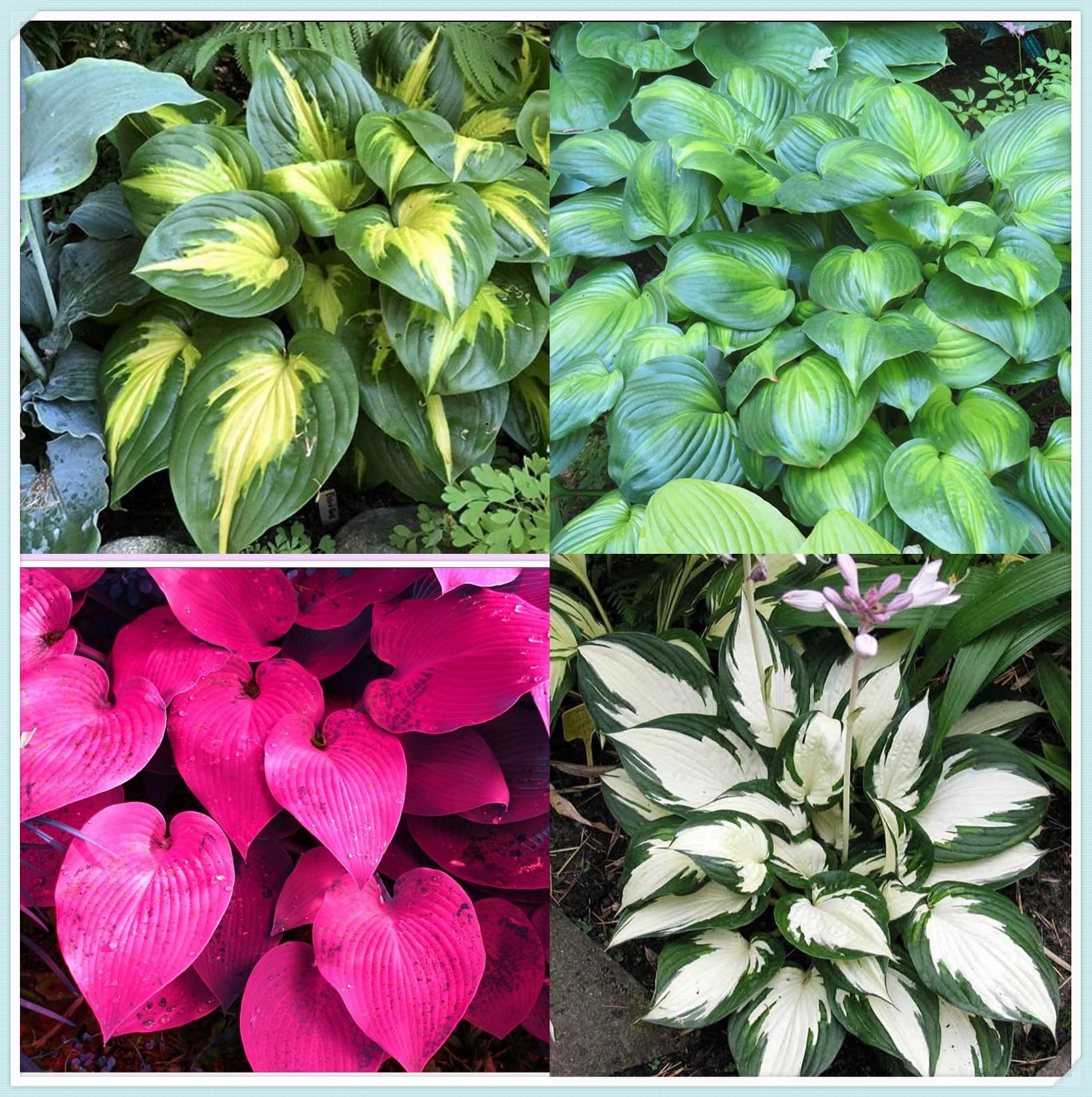 Hosta Plants for Sale, Ornamental Flowers, Wedding Flowers, Hosta Bulbs Live, Easy Plant, Hardy Perennial, Bulbs Mix, 15bulbs-d