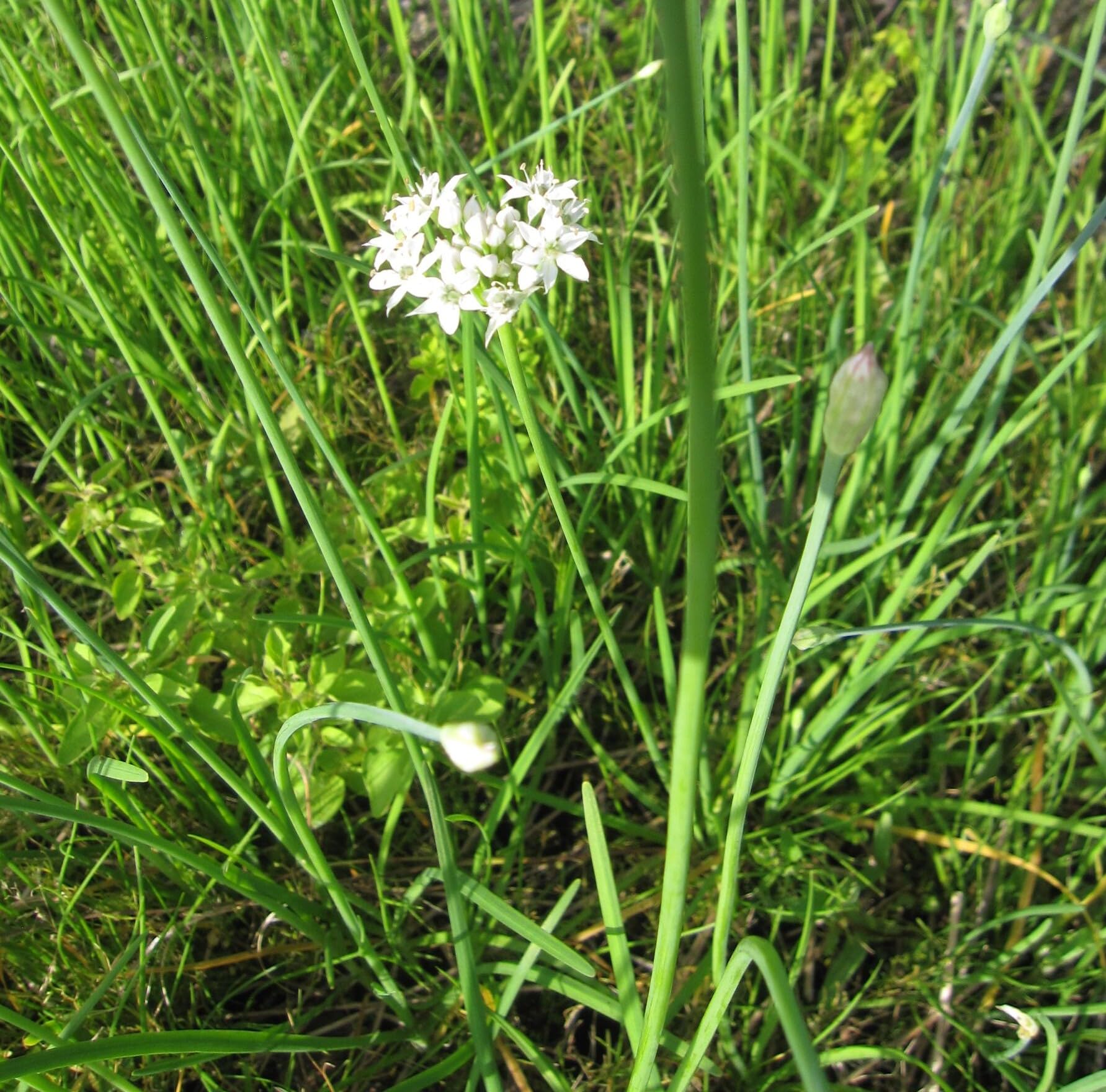 Schnittknoblauch - Allium tuberosum - Knoblauch-Schnittlauch - Chinesischer Schnittlauch