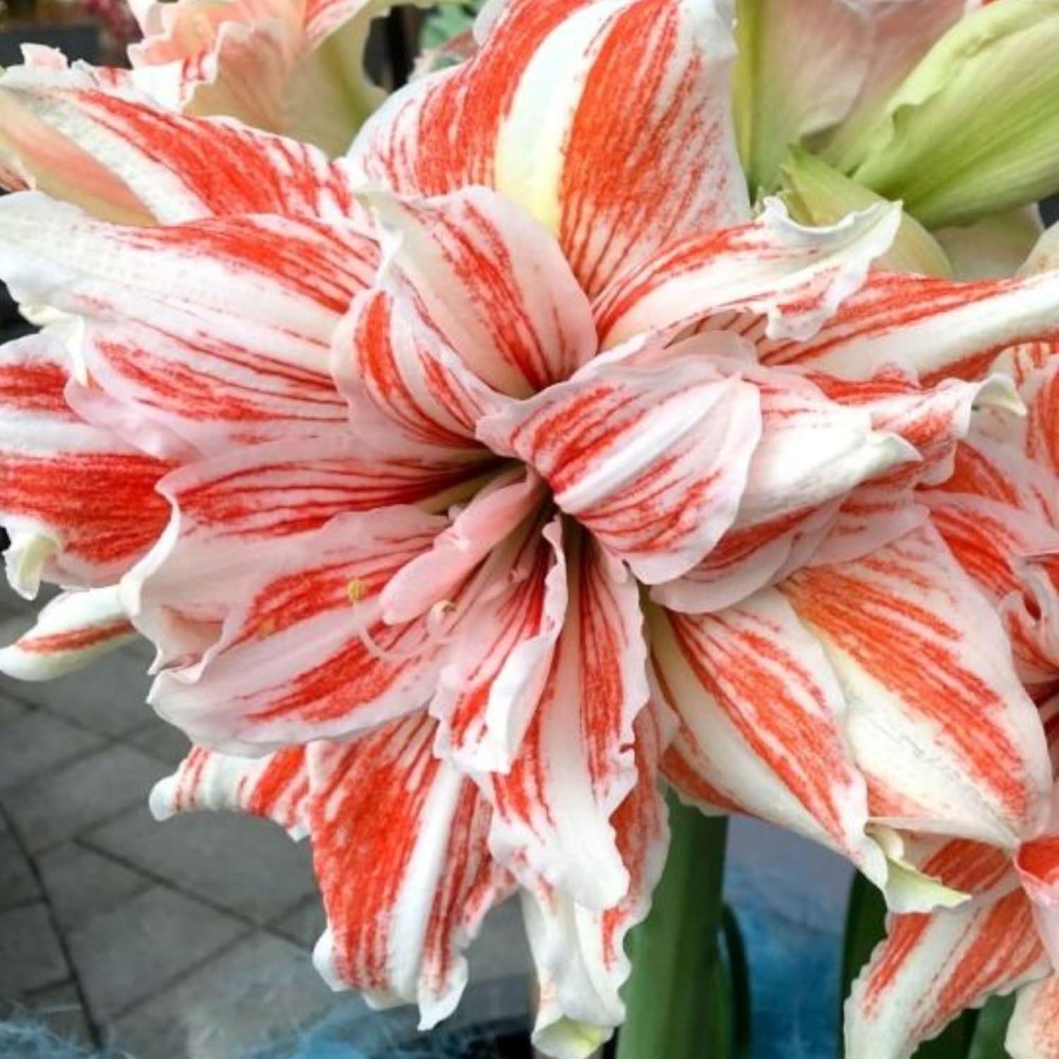 Amaryllis ‘Dancing Queen’ Bulb – Striking Double Red and White Blooms | Premium Outdoor Hippeastrum Variety, Easy-to-Grow Perennial Flower Bulb for Vibrant Summer and Garden Color Displays