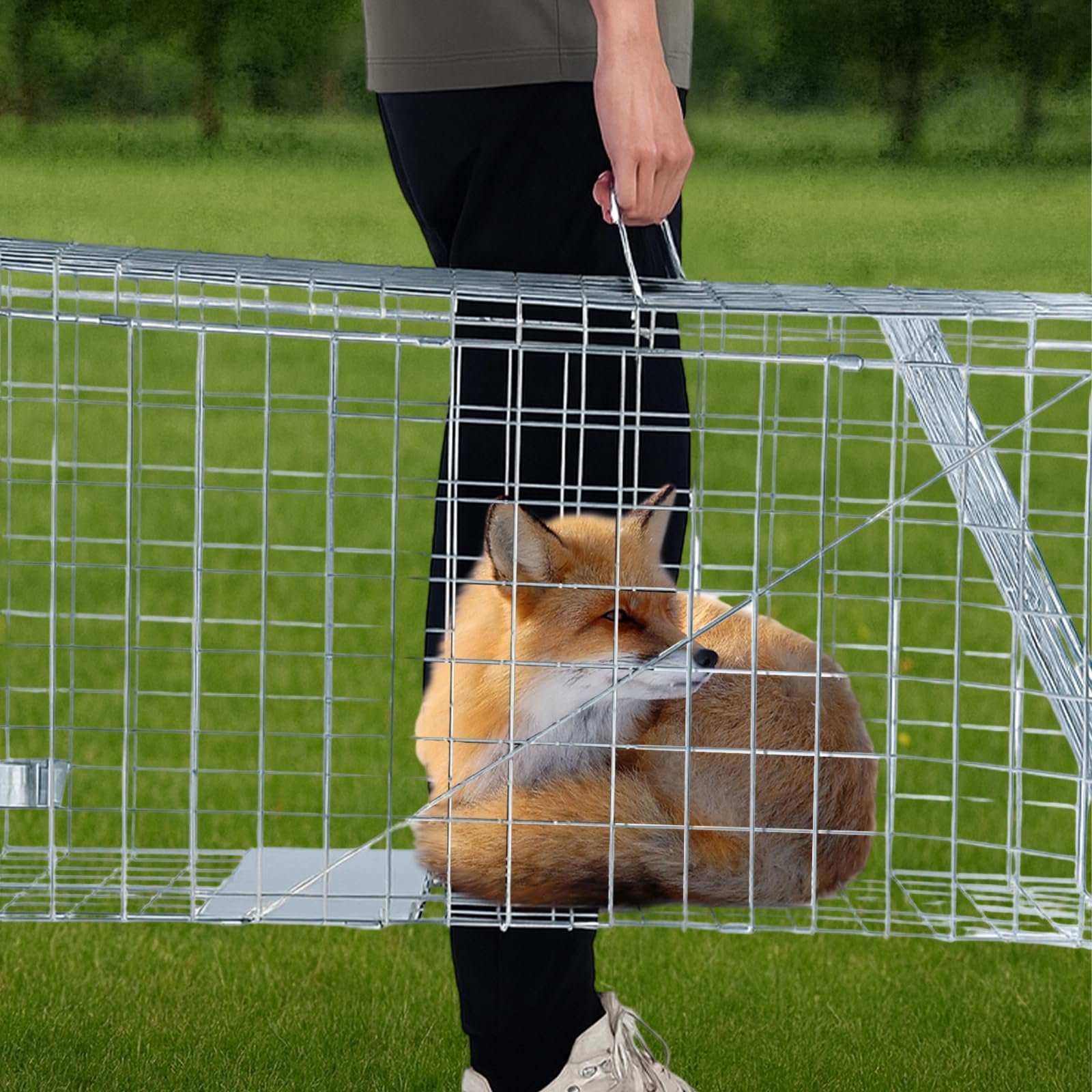 Humane Live Animal Trap Cage, 43" ×16" ×17.7" Collapsible Heavy Duty Raccoon Trap Animal Cage, Easy to Set and Release Live Trap, for Dogs, Foxes, Coyotes, Raccoons and Similar-Sized Animals, Silver - 2