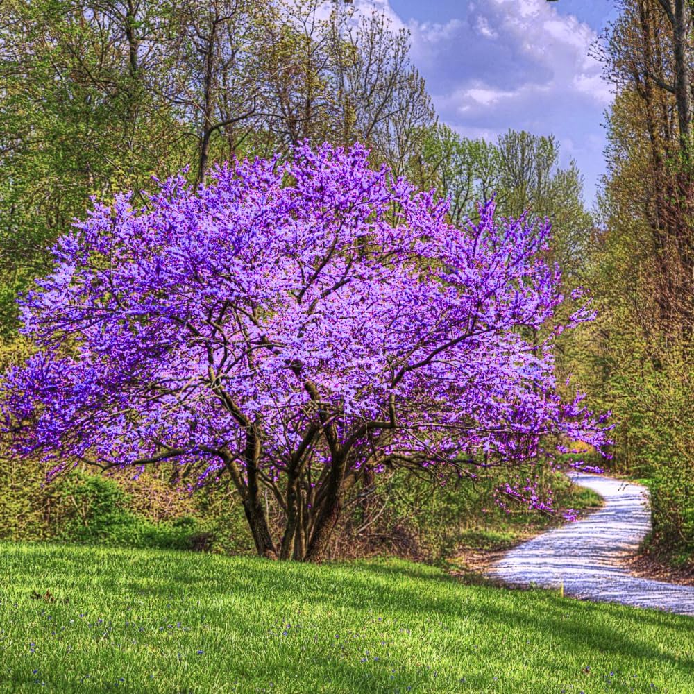 Set of 2 Seedlings Redbud Trees Live Plants, 8-9 Months Old Red Bud Tree Outdoor, Spring Planting, Zones 4 to 9
