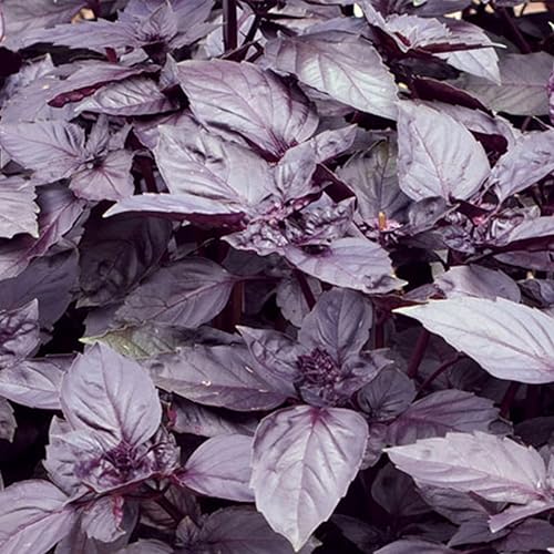 Semillas de albahaca de ópalo morado oscuro - Paquete de 40 semillas
