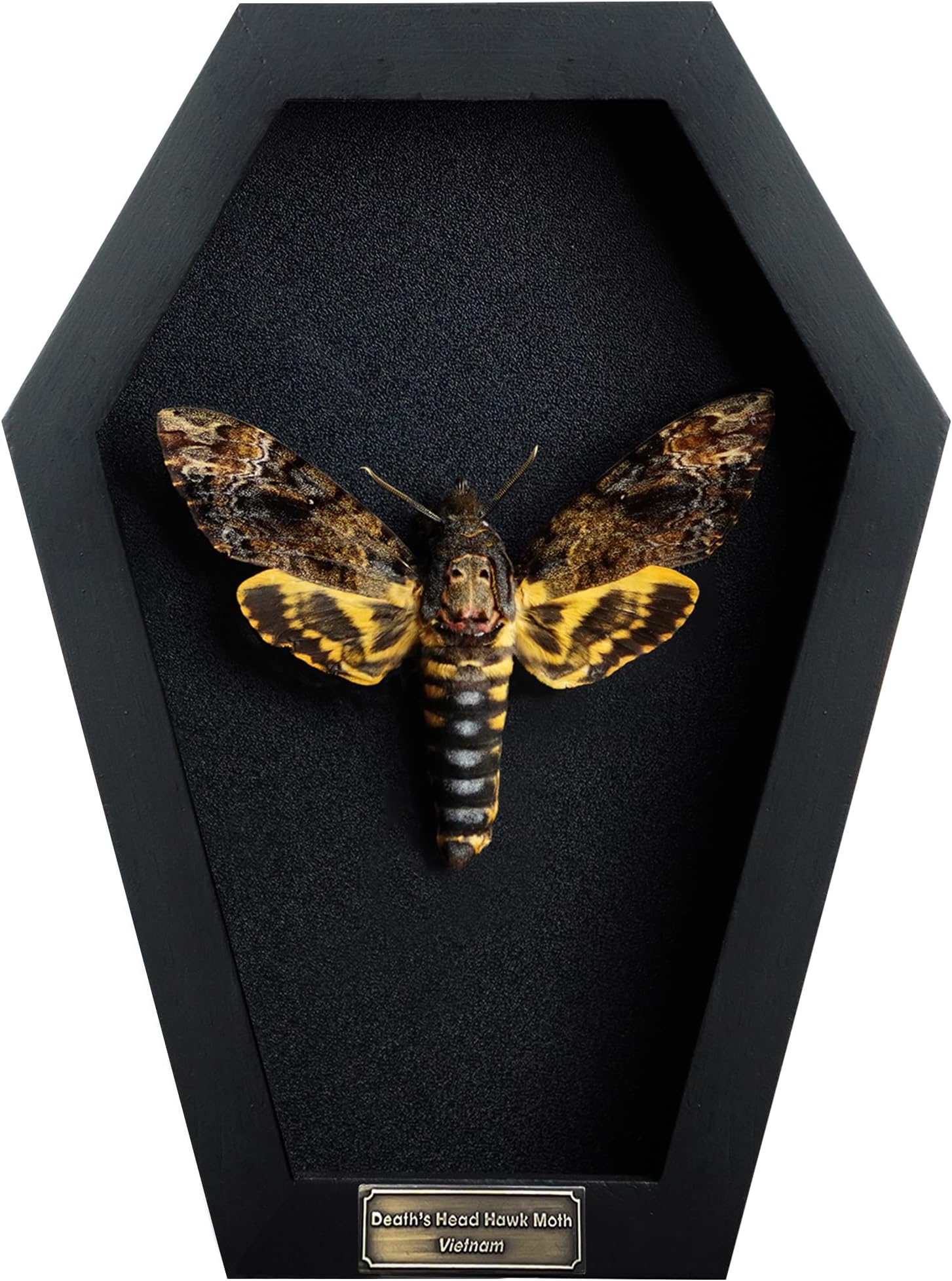 Real Death Head Moth Coffin Frame Taxidermy Skull Moth Bug Curiosities and Oddities Spread Preserved Spooky Gothic Decor for Home Black Shadow Box Artwork Collection Decoration CF18-01-DE-A9