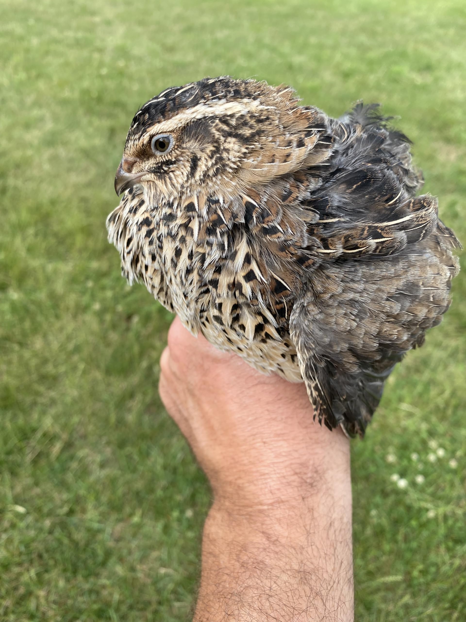12 Large Fertile Hatching Coturnix Quail Eggs by Fox Peak Outdoor Supply LLC.
