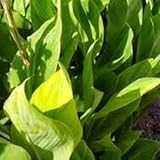 Dynamic Green Planet