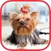 Brain games : Dogs : Memory and attention training *Gold edition