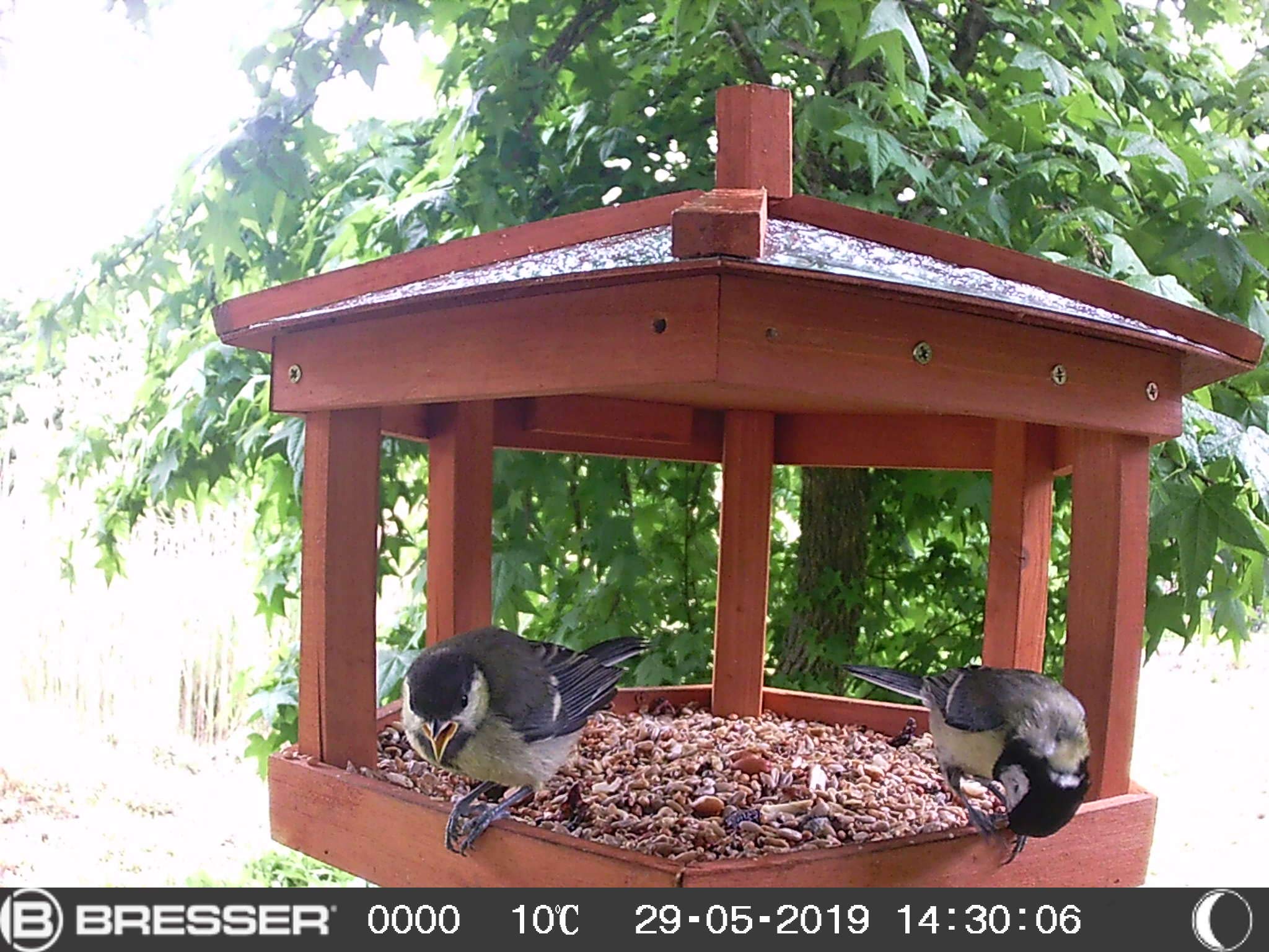 BRESSER Vogel indoor SFC-1 Caméra de Surveillance pour Petits Animaux avec détecteur de Mouvement pour Photos et vidéos en qualité Full HD 1080p