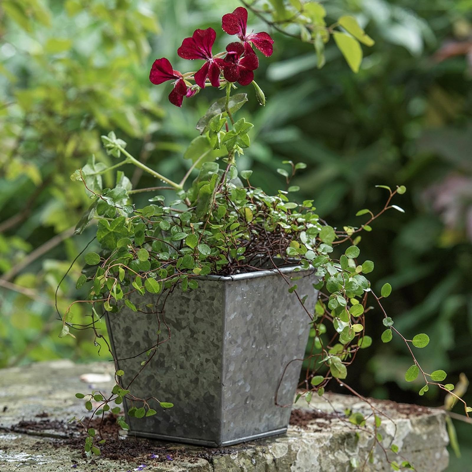 Crocus Collection 14cm Metal Herb Planter Flower Pot Dark Zinc Galvanised with Drainage Hole
