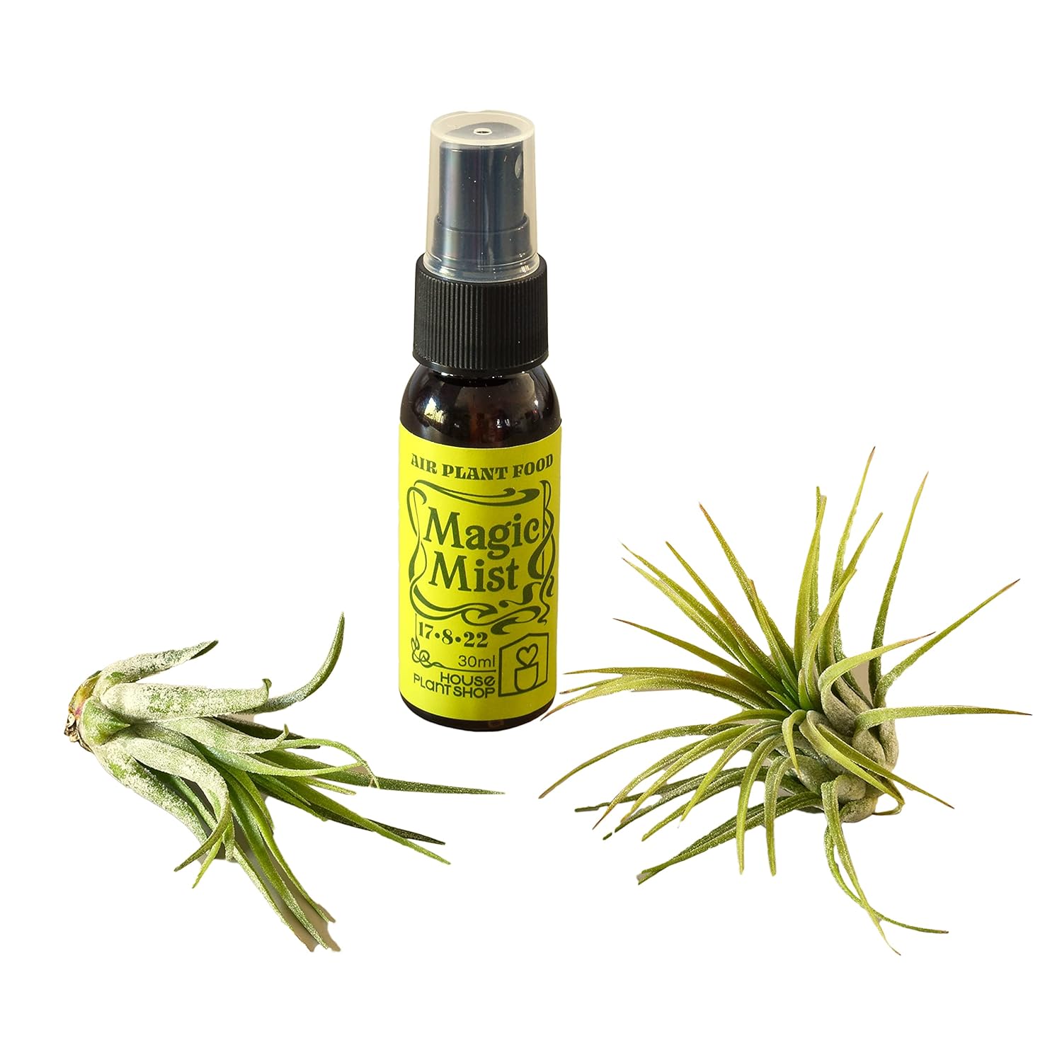 2 Tillandsia Air Plant Pack with Fertilizer Spray / 1oz Spray Bottle/FREE Care Guide