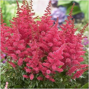Astilbe Younique Carmine - 3 Established 9cm Plants, Great Choice for Cut Flowers. Perennial Plants Ready for Garden/Patio/Balcony. Plants Online Great Value. Goats Beard.